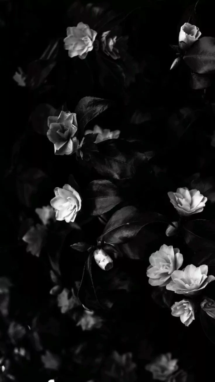 wallpaper iphone wallpaper background