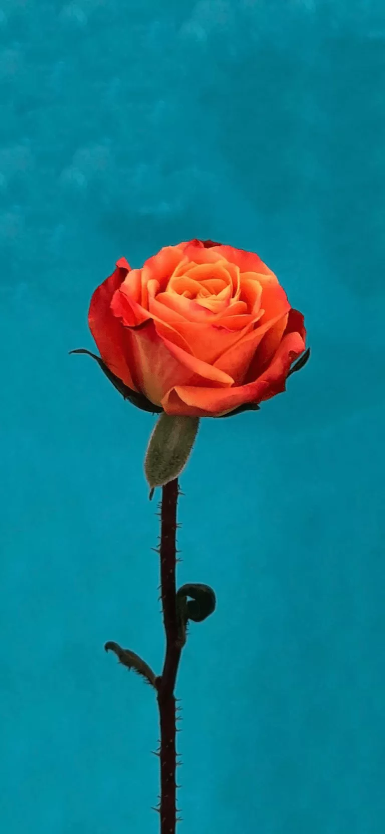 iOS 11 Orange Rose Wallpaper