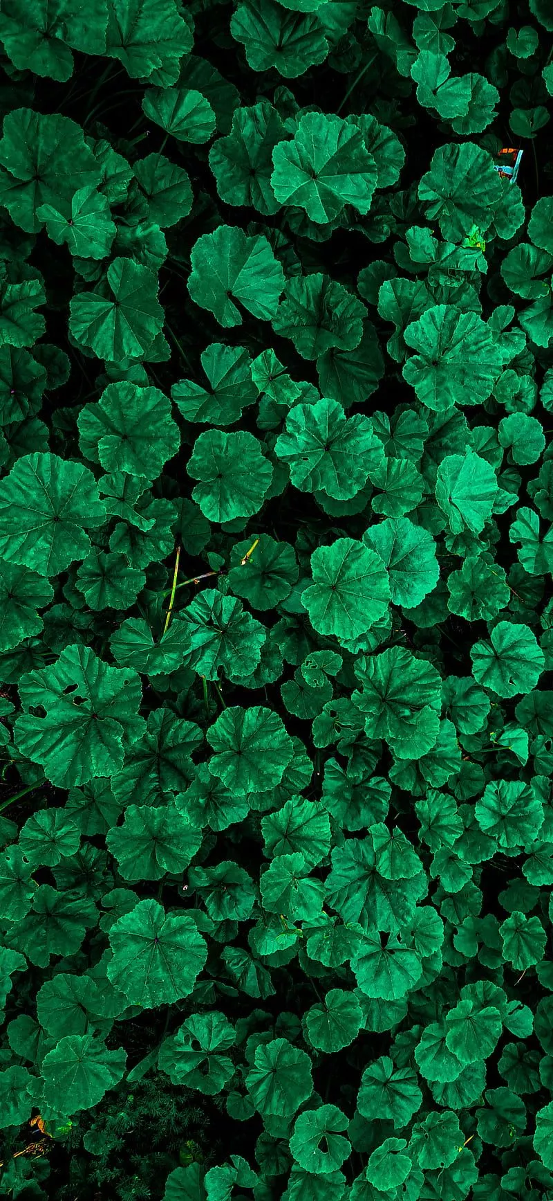 HD iphone nature wallpaper