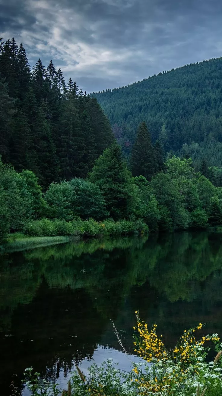Phone wallpaper: lake, nature phone