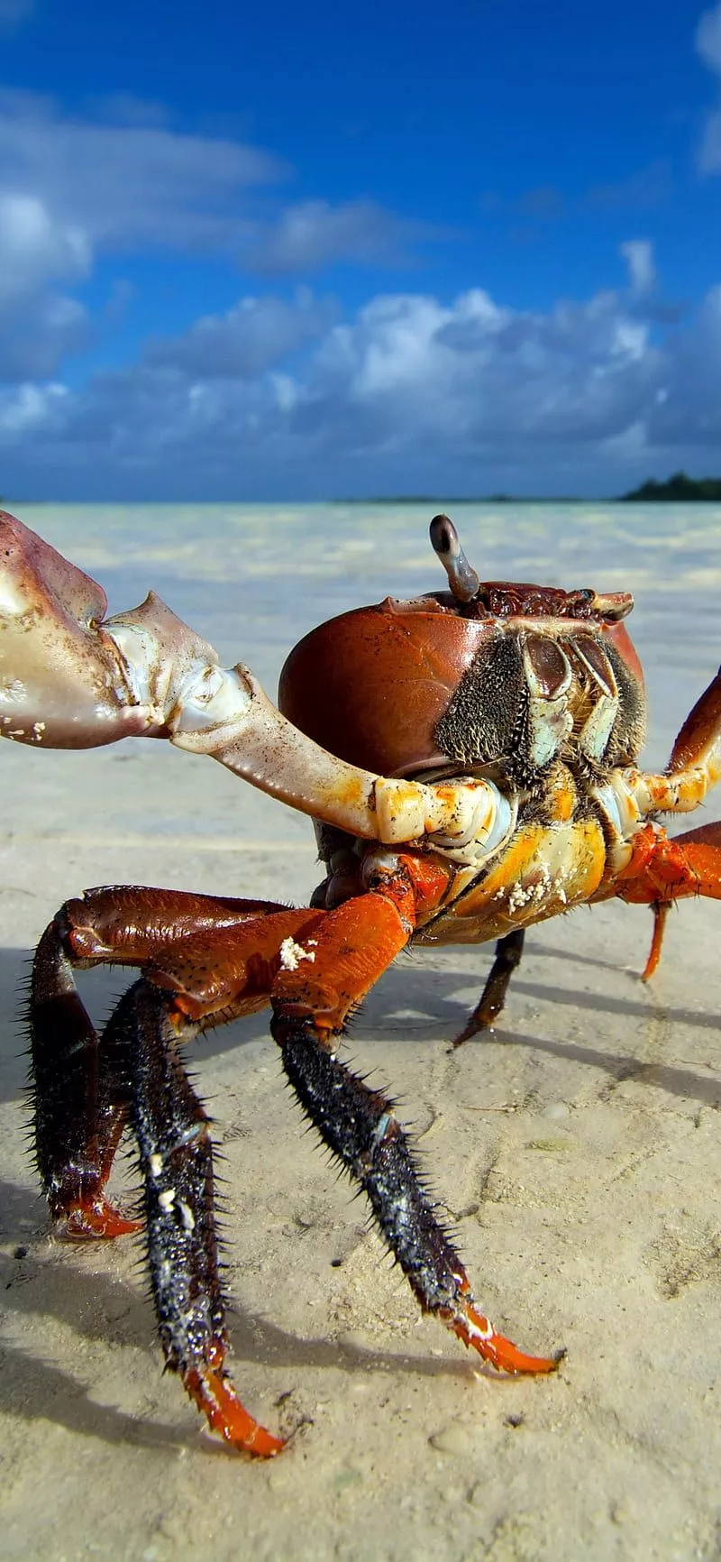 HD iphone crab. iphone wallpaper