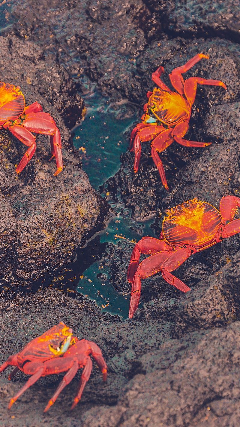 HD background.. crab wallpaper
