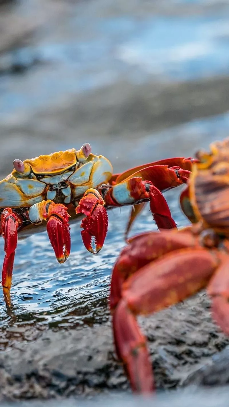 HD Crab wallpaper