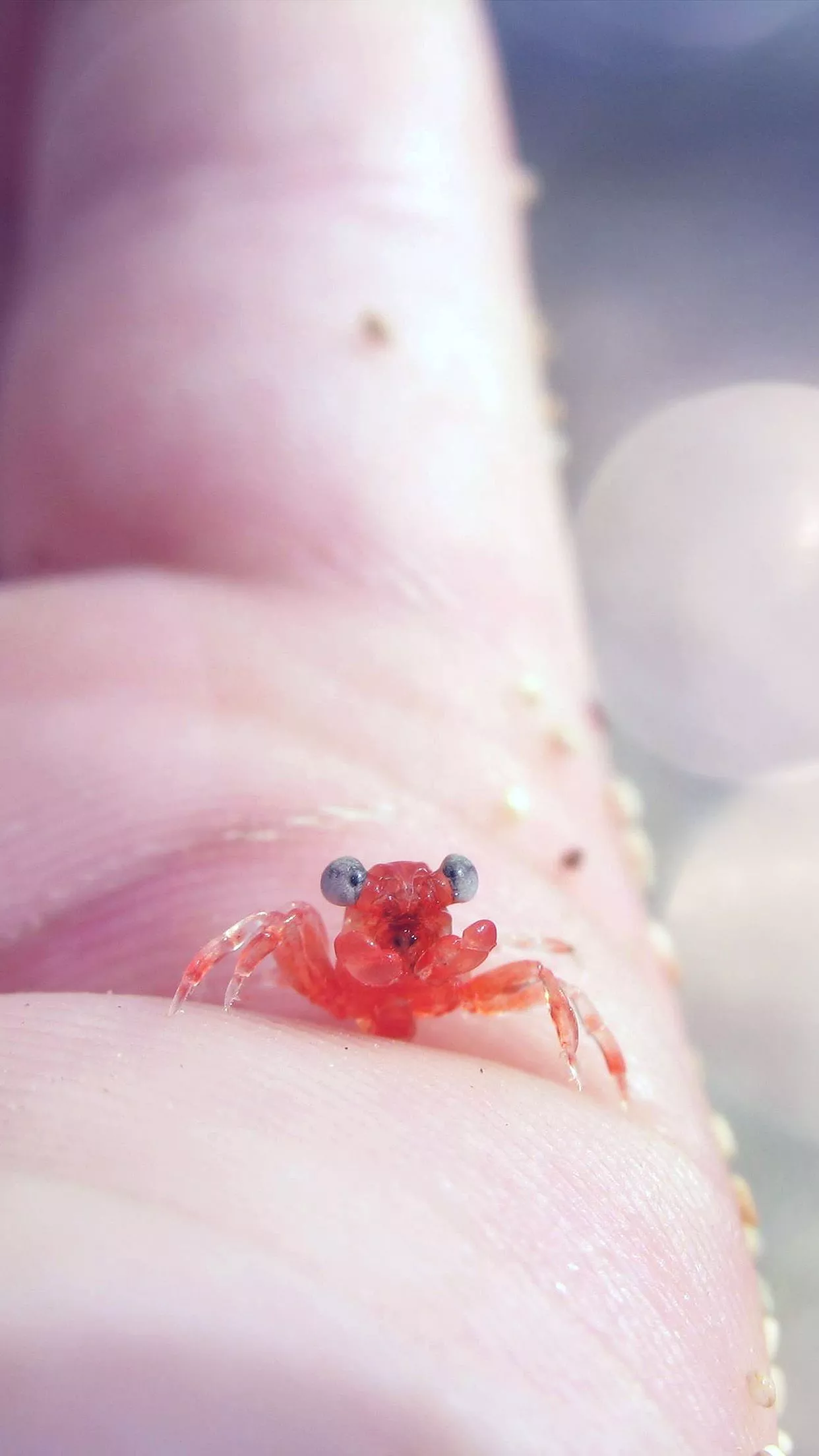 Tiny Little Crab Hand Animal Sea