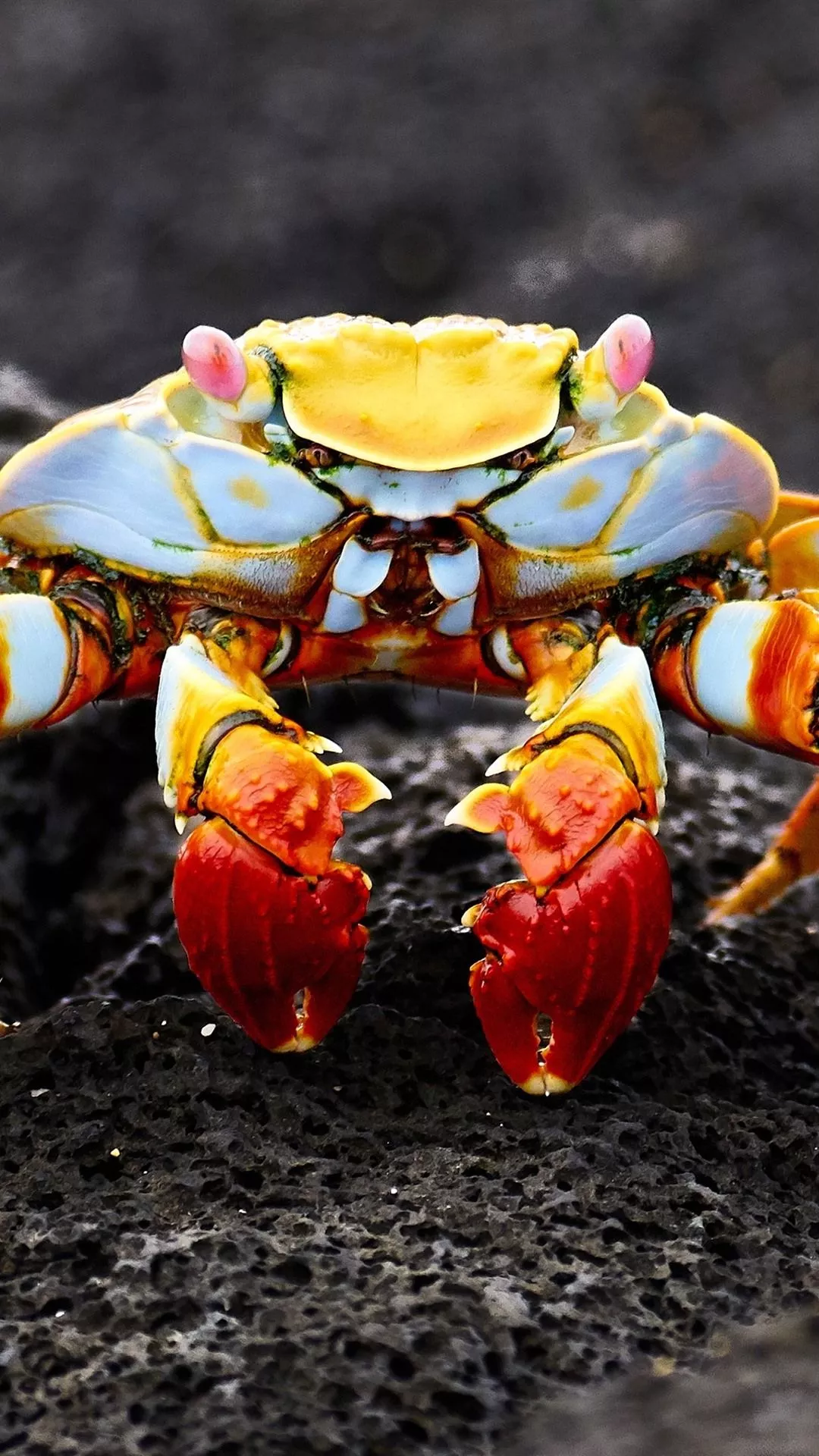 Crab, Claw 1080x1920 IPhone 8 7 6 6S