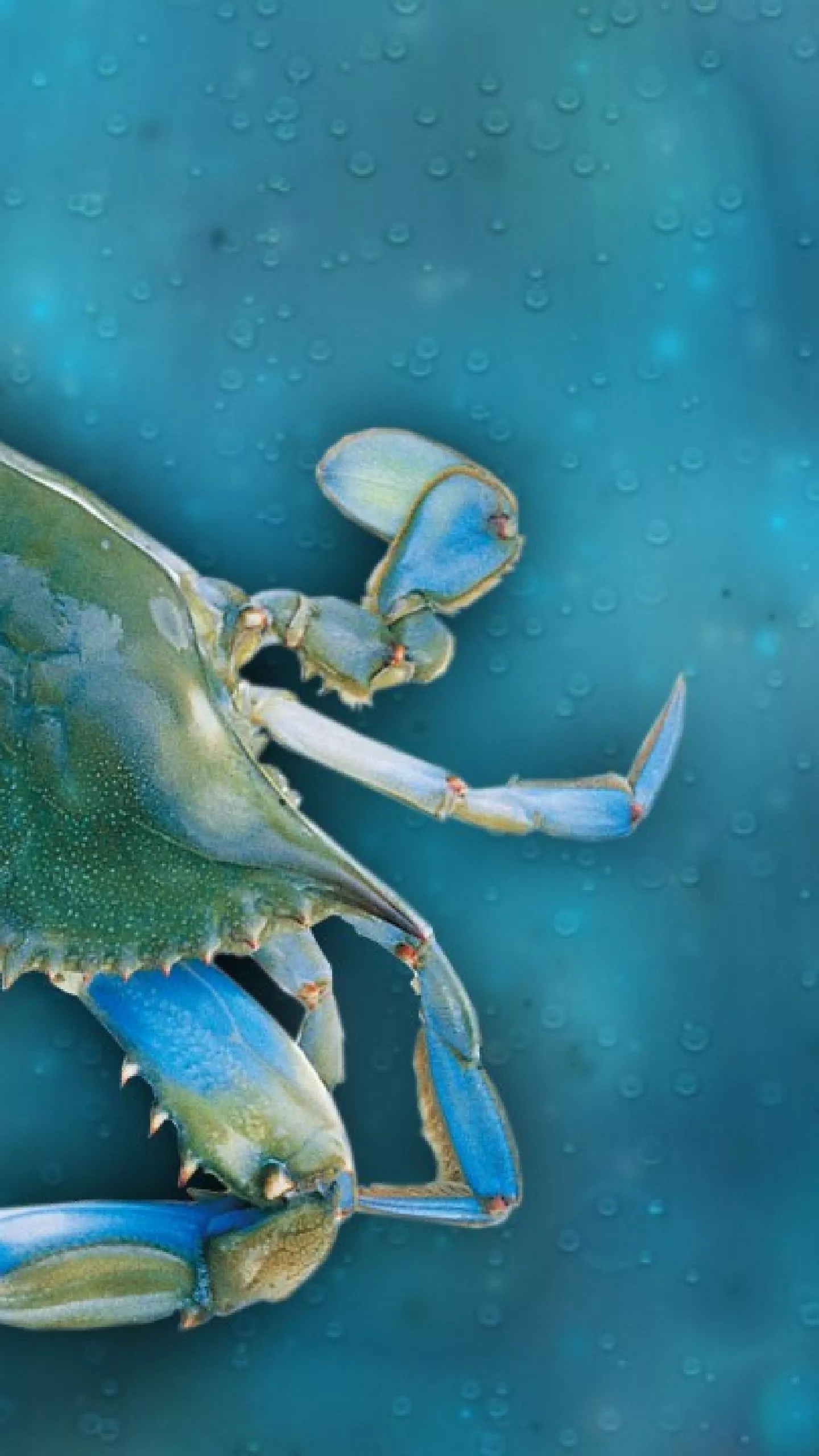 Chesapeake Bay Blue Crab population