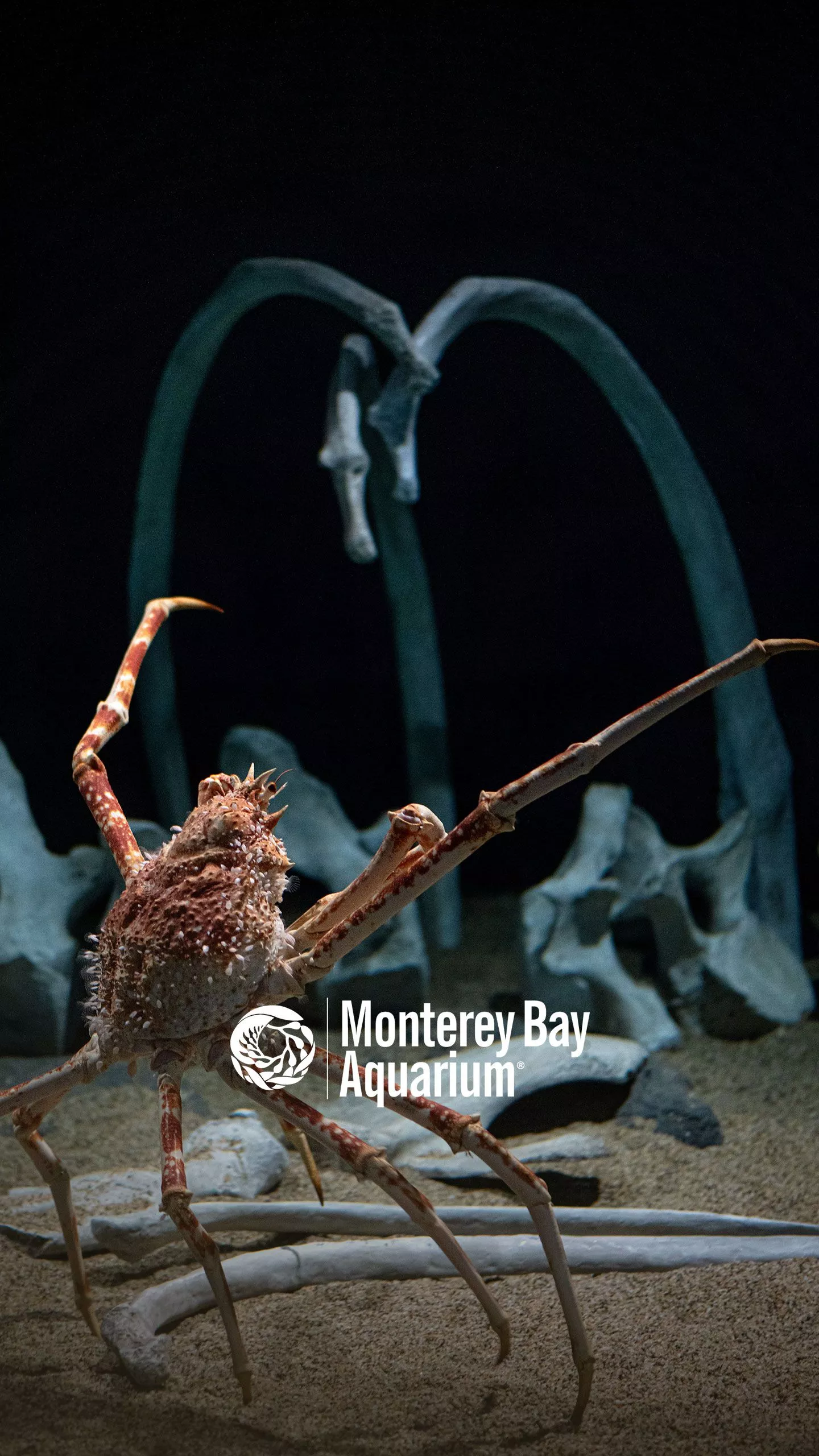 Japanese spider crab wallpaper from