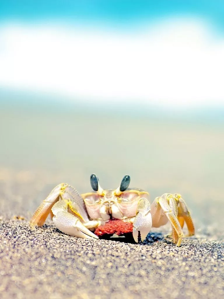 Lonely Crab Ultra HD Wallpaper for 4K