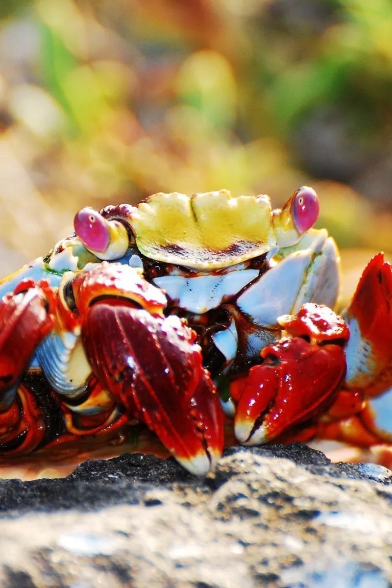 Download wallpaper 800x1200 crab, claws