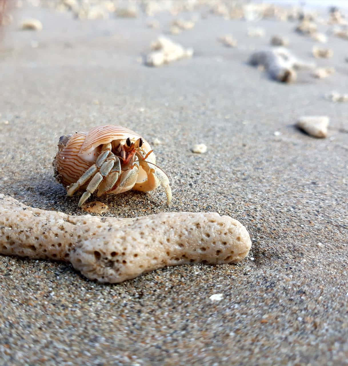 Hermit Crab Wallpaper