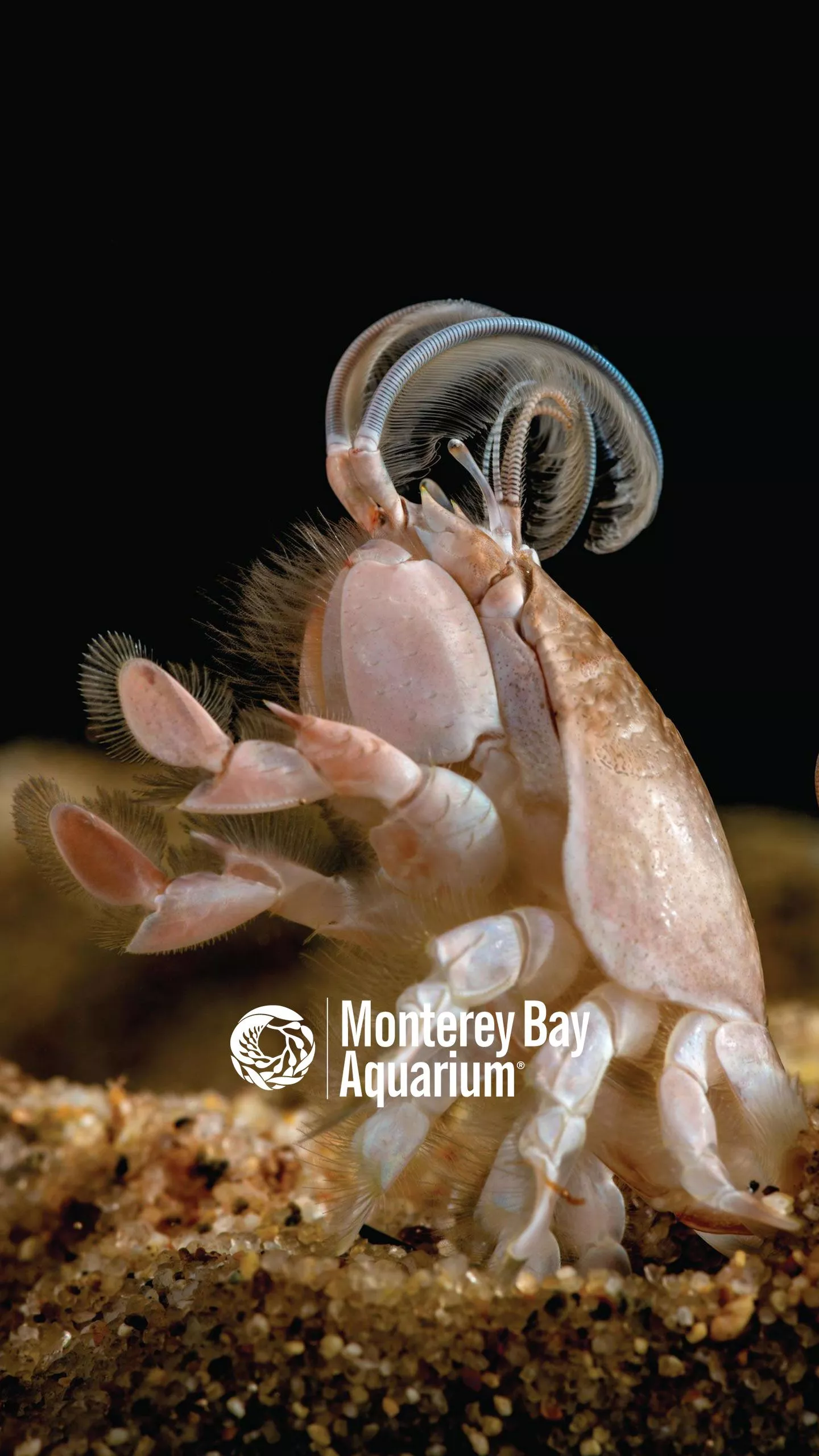 Sand crab wallpaper from the Monterey