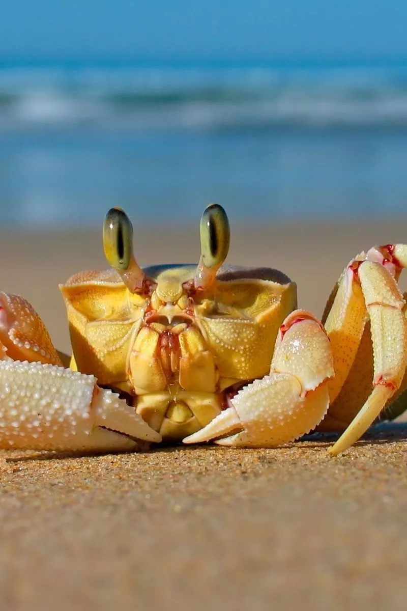 Download wallpaper 800x1200 crab, sea
