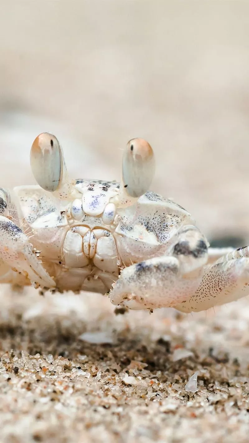 HD beach crab sand wallpaper
