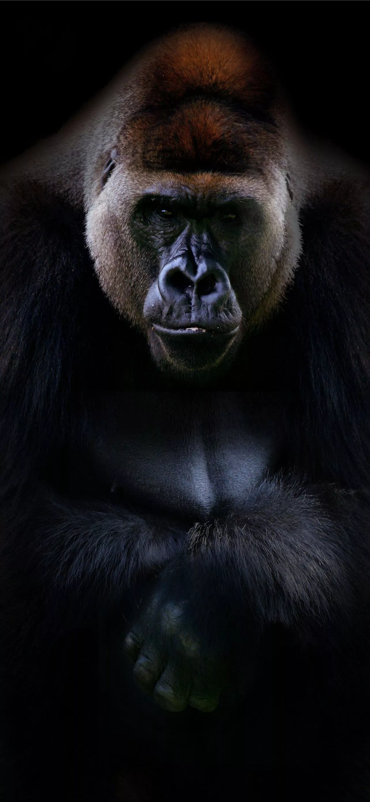 Silverback Gorilla Background Free