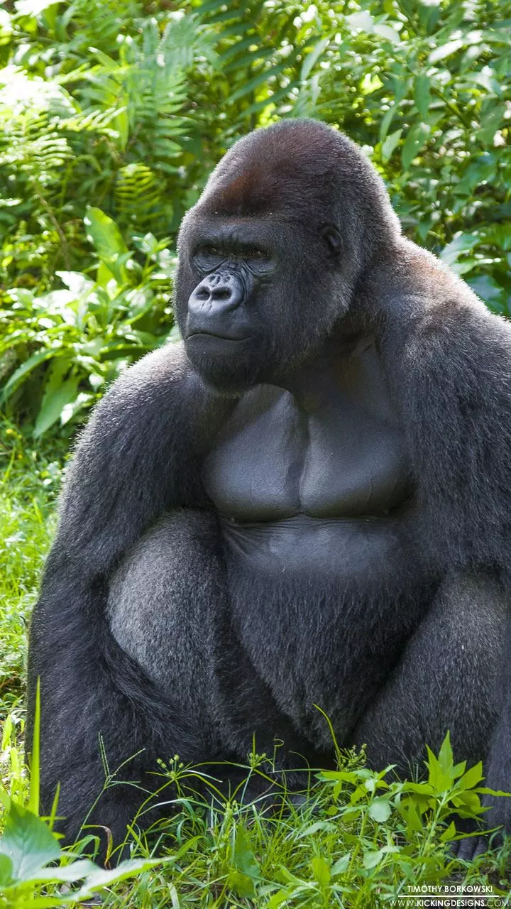 Gorilla 9 28 2014 Wallpaper Background