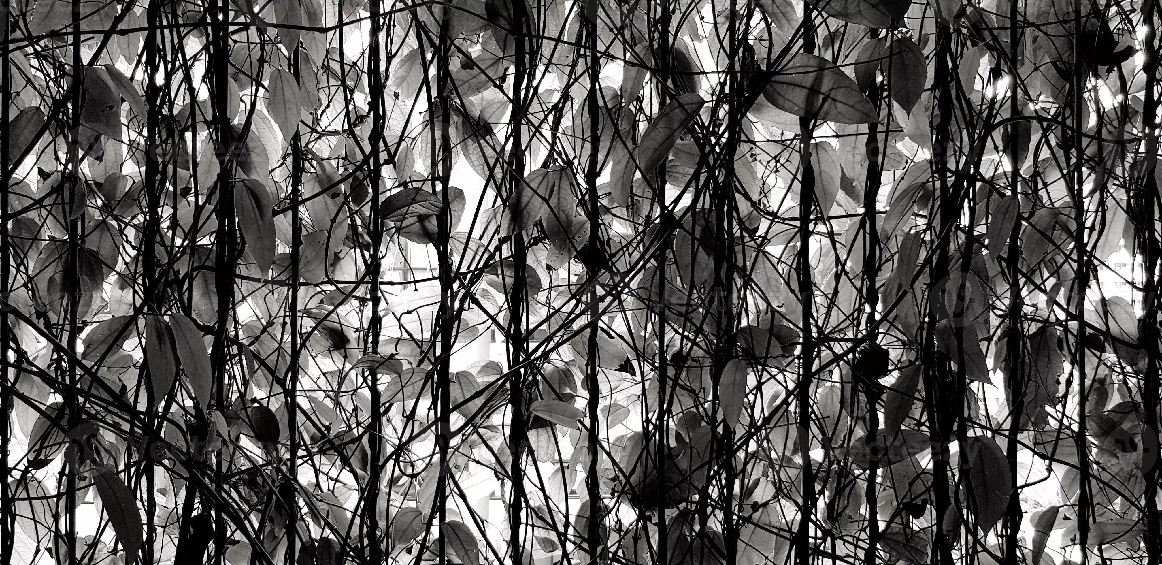 tree growth on stainless steel fence