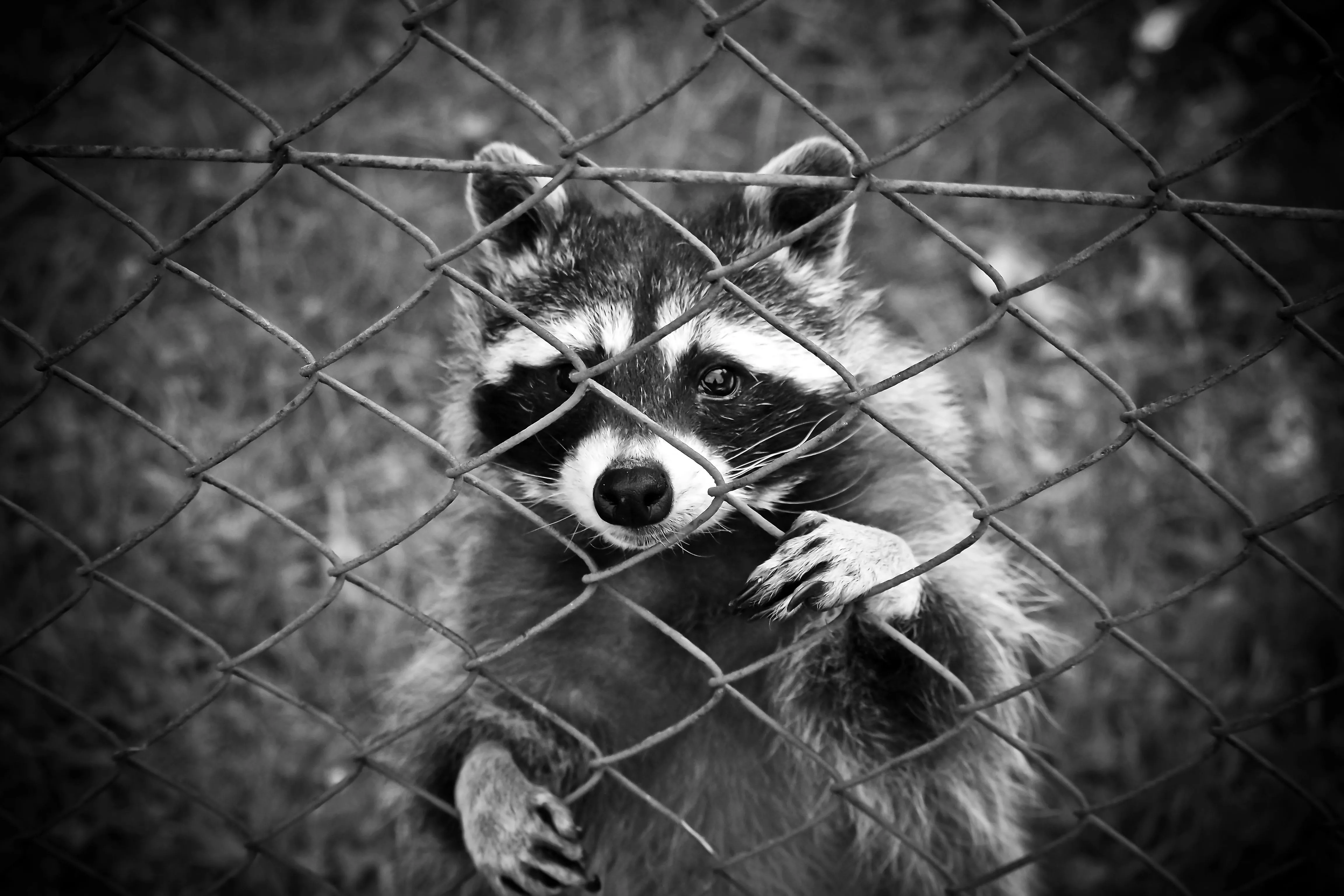 White Animal Raccoon 4k Ultra HD Wallpaper