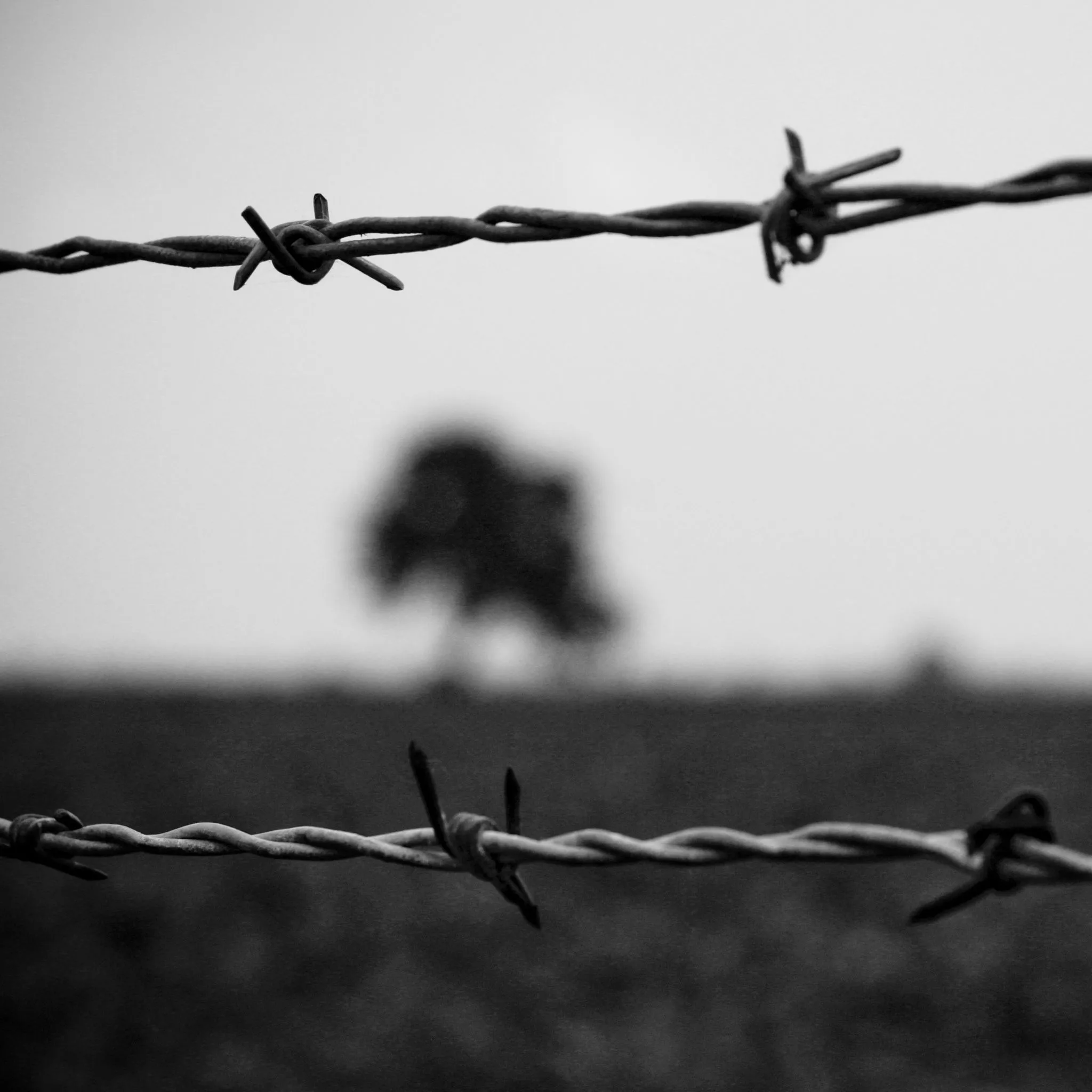 Barbed wire fence iPad Wallpaper