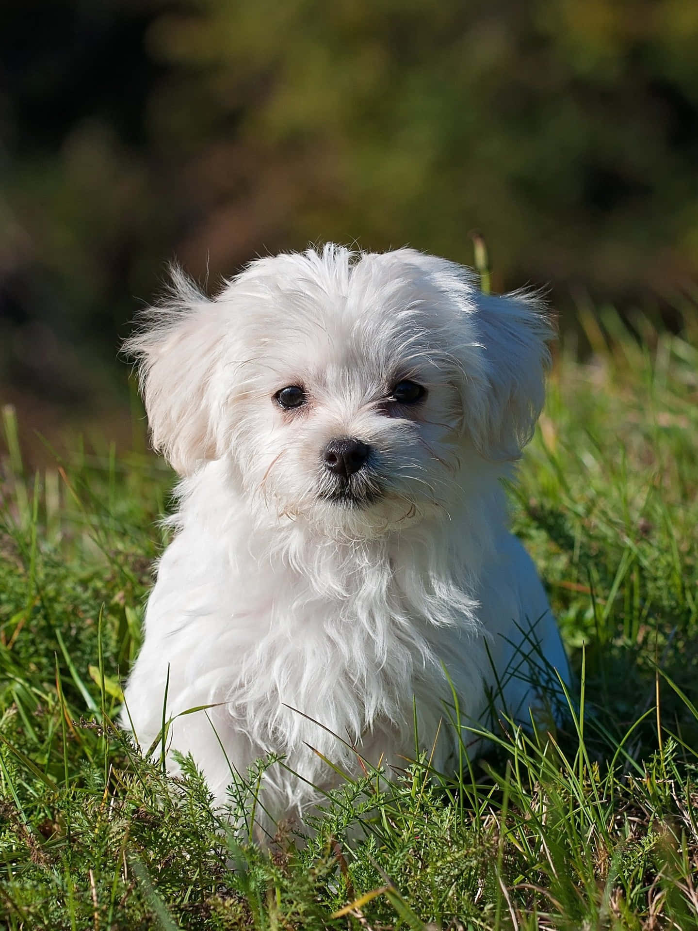 Maltese Puppies Picture