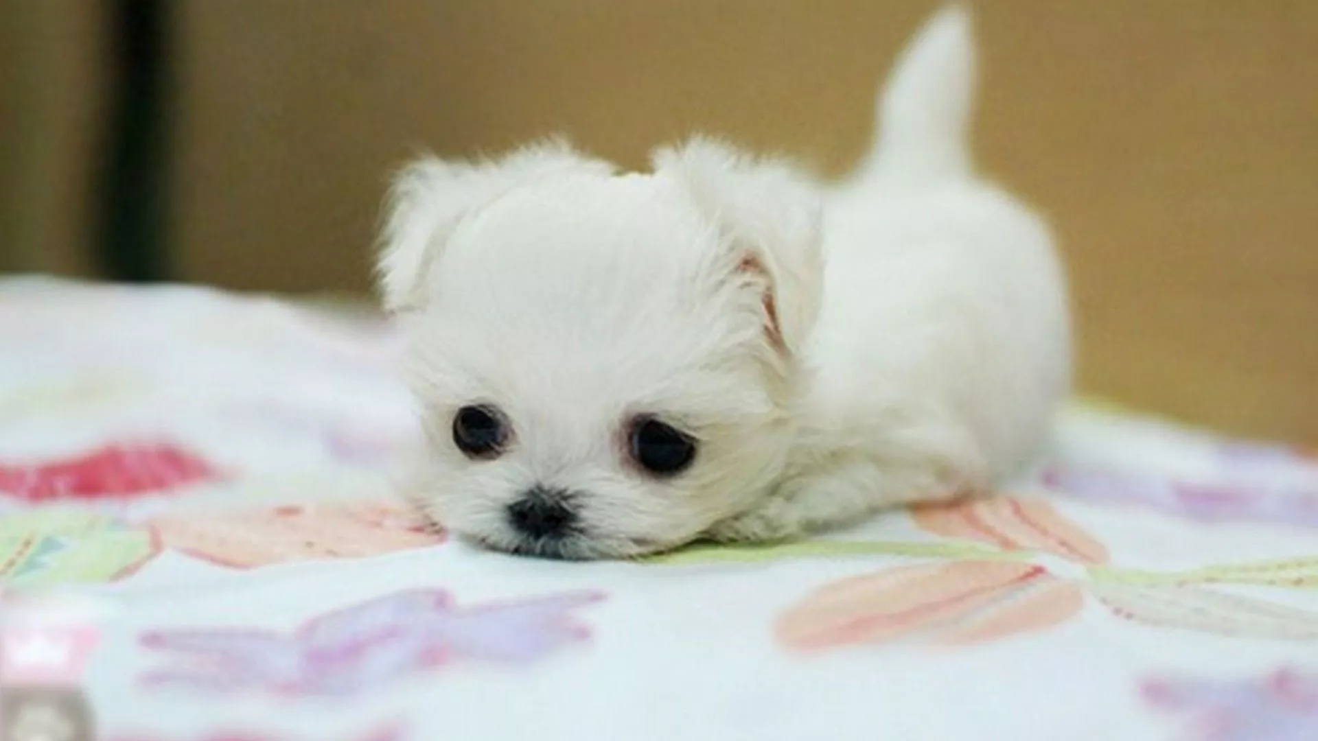 Maltese Puppies HD Background
