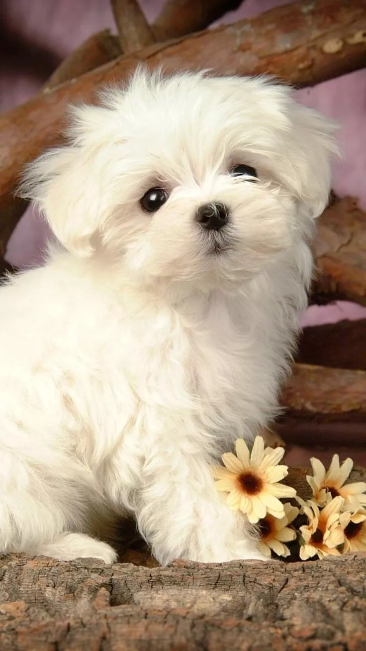 cute maltese puppy