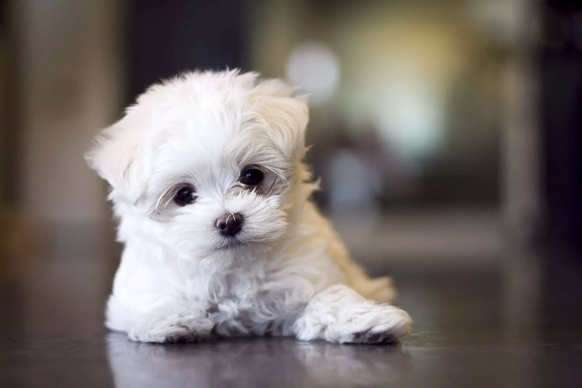 Adorable Maltese Puppy Enjoying the Sun