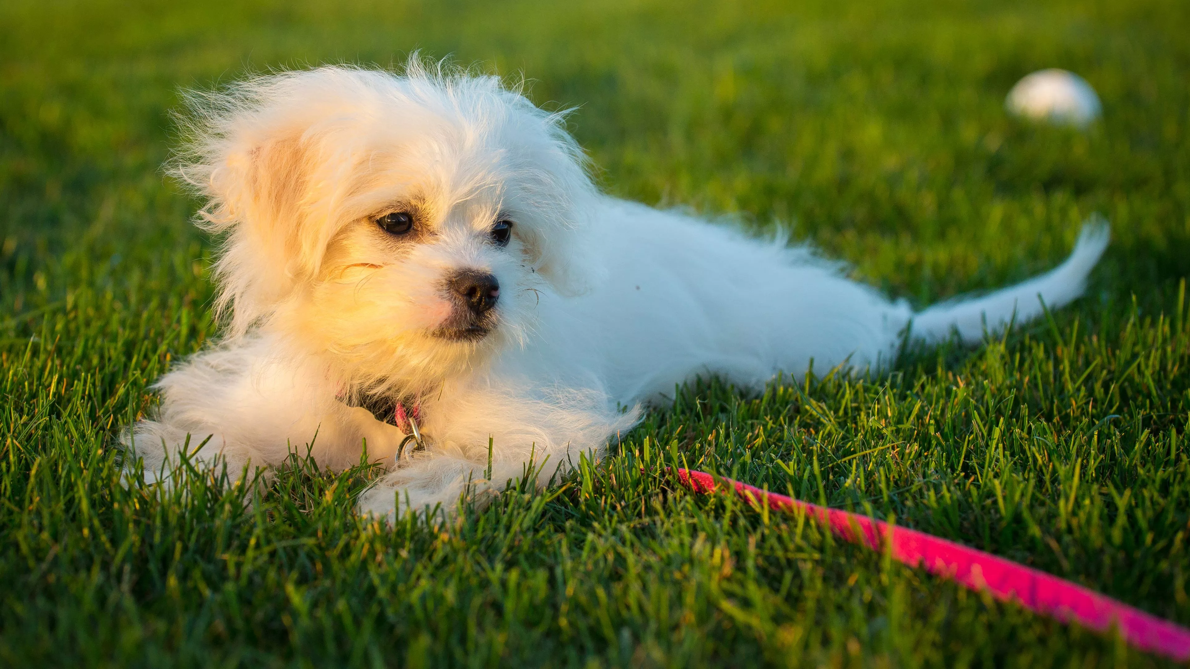 Maltese Pup in 4K Ultra HD Wallpaper