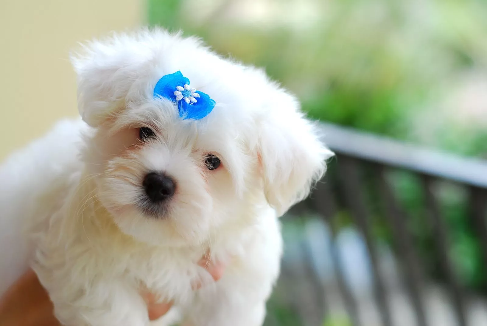 Maltese puppy blue
