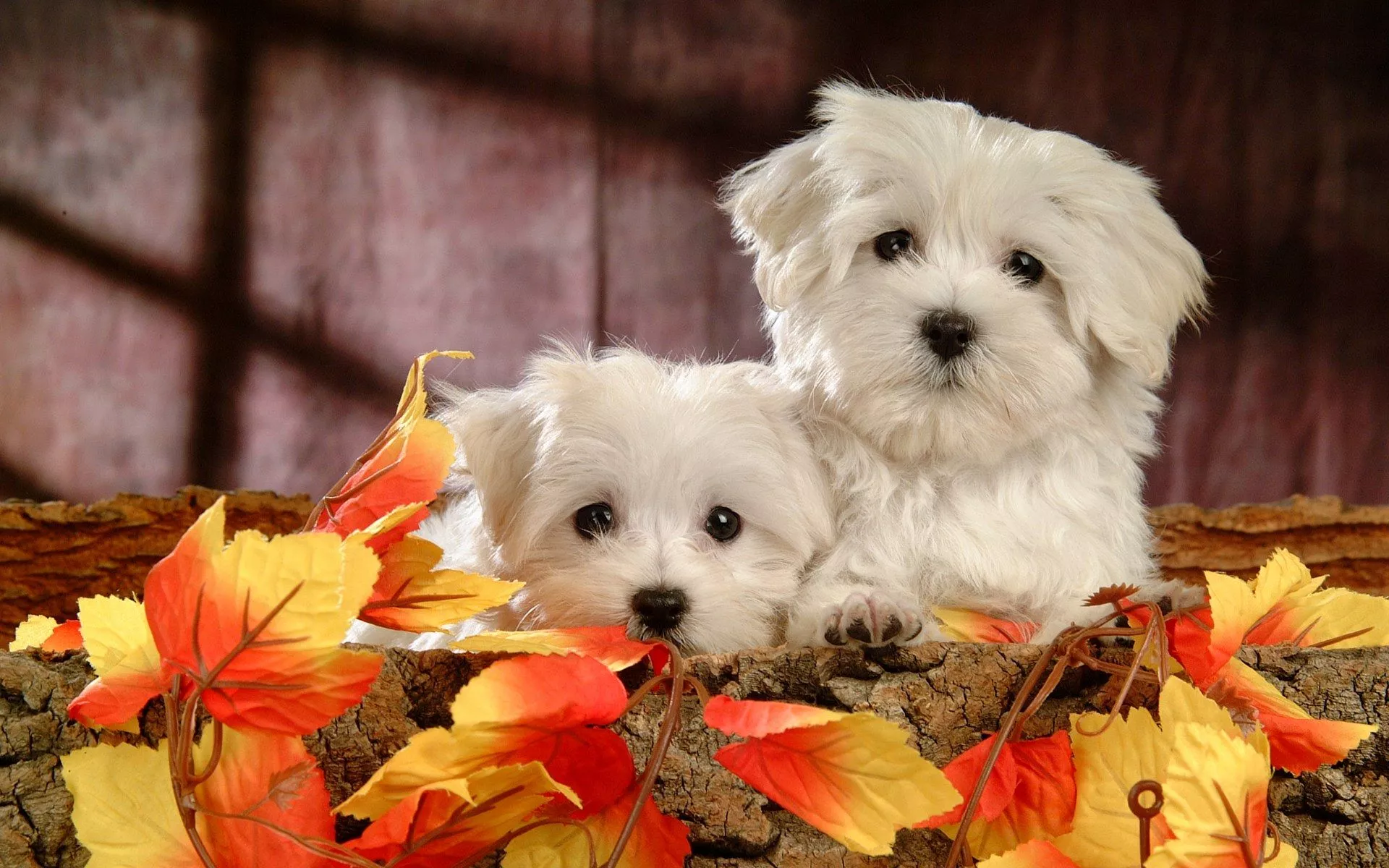 Adorable Maltese Puppies