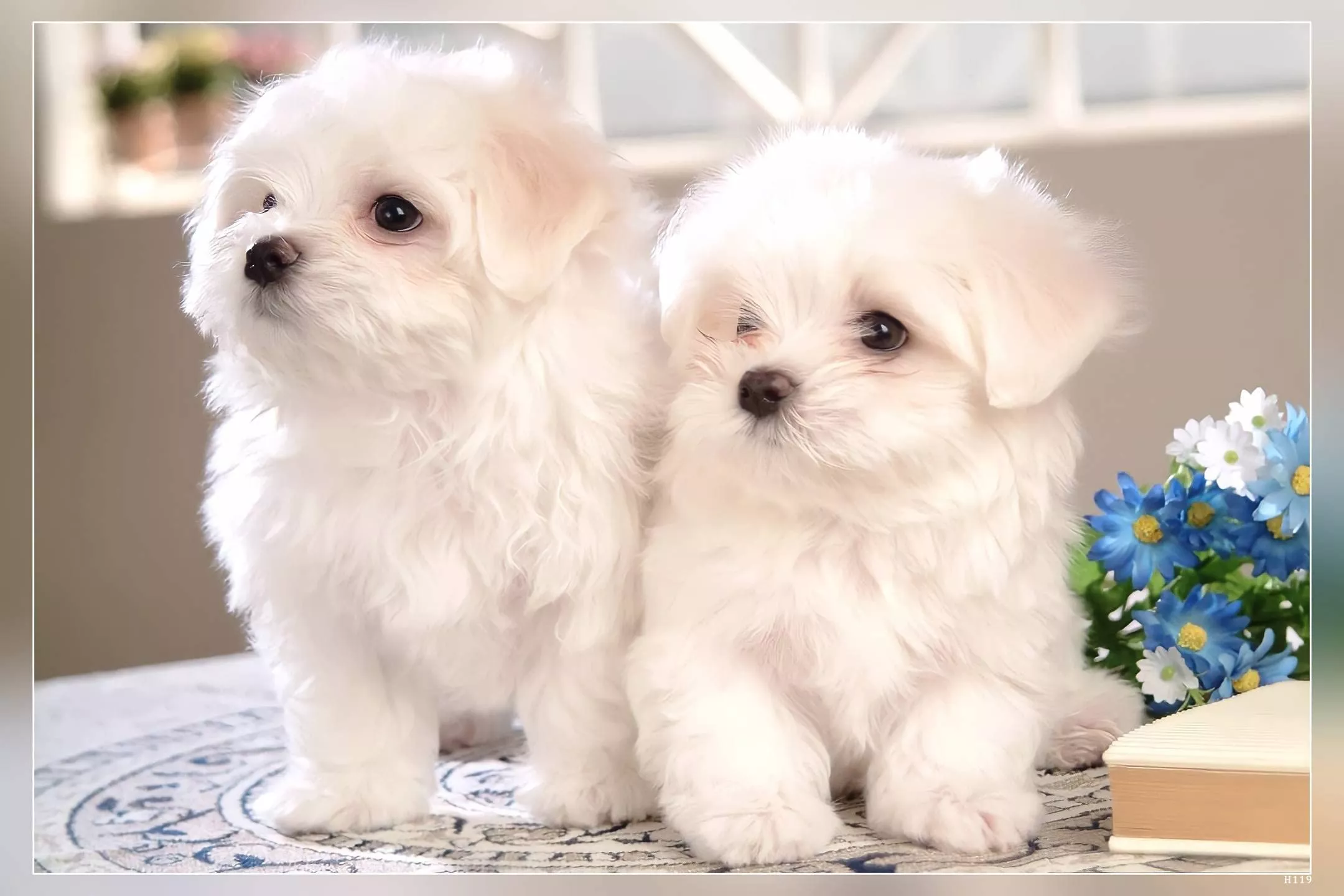 POSTERNEST Dog Animal Cute Other