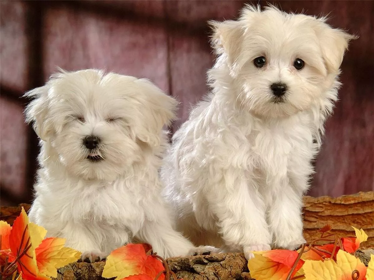 CUTE MALTESE PUPPIES GLOSSY POSTER