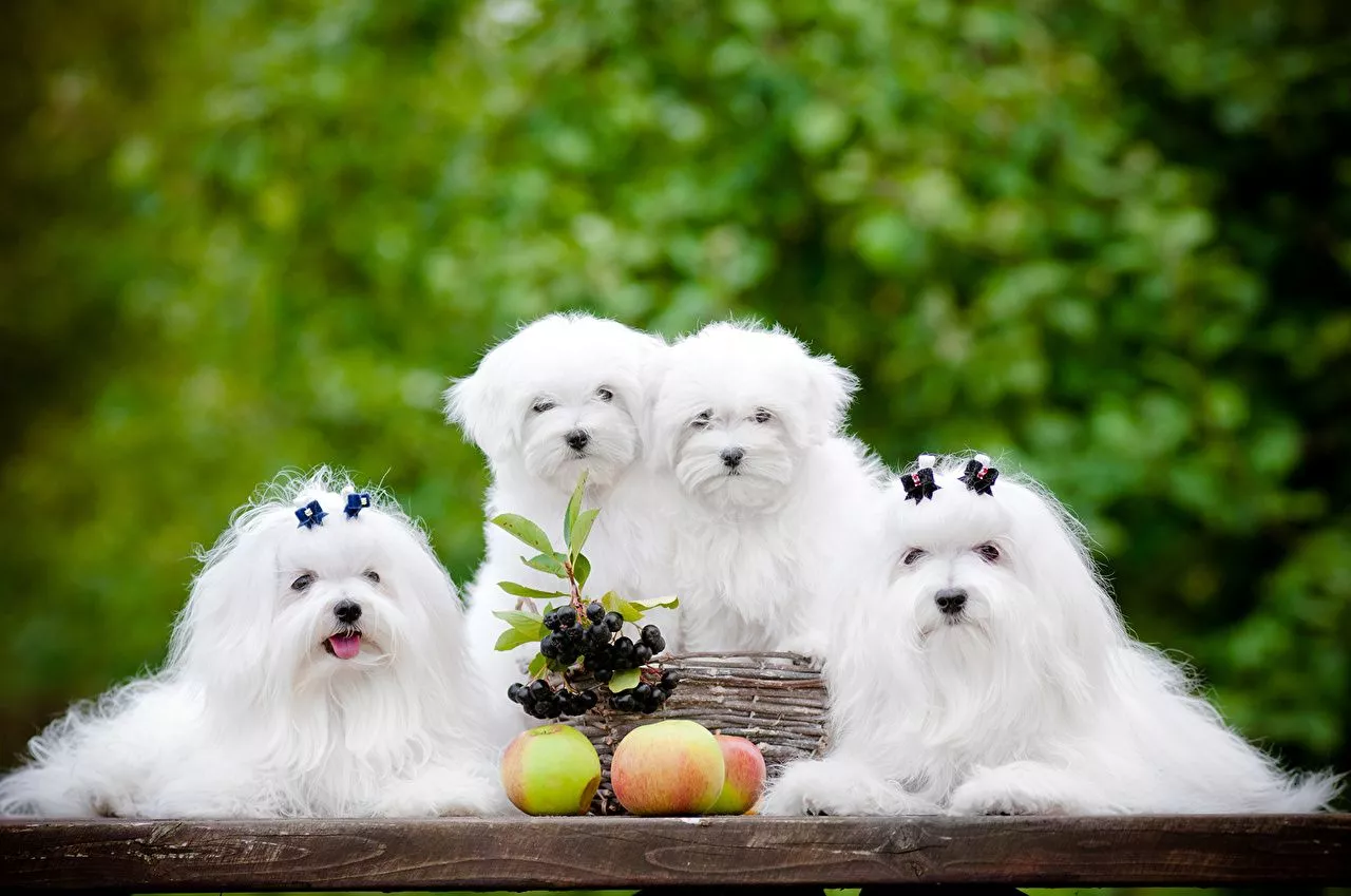 Animals Maltese puppies Bolognese Dogs