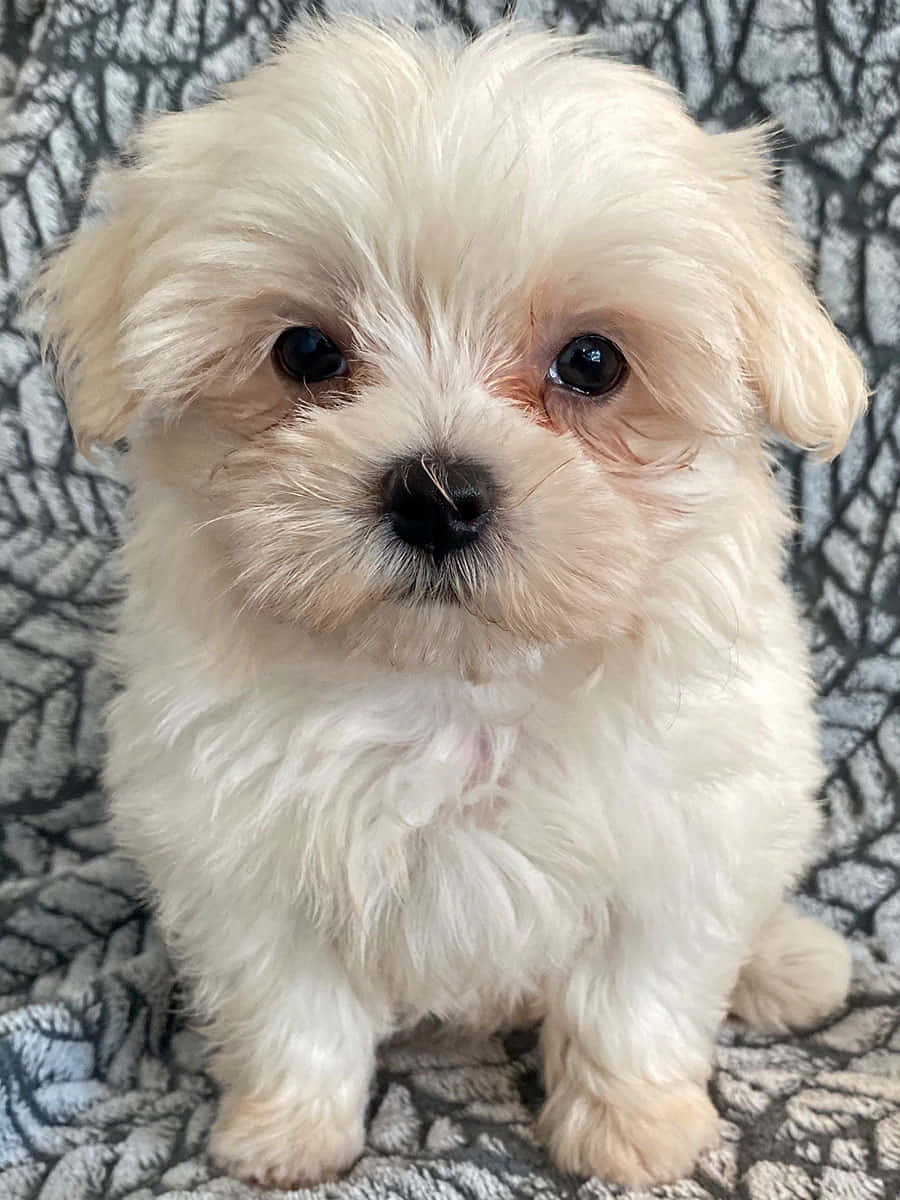 Adorable Maltese Puppies Playing