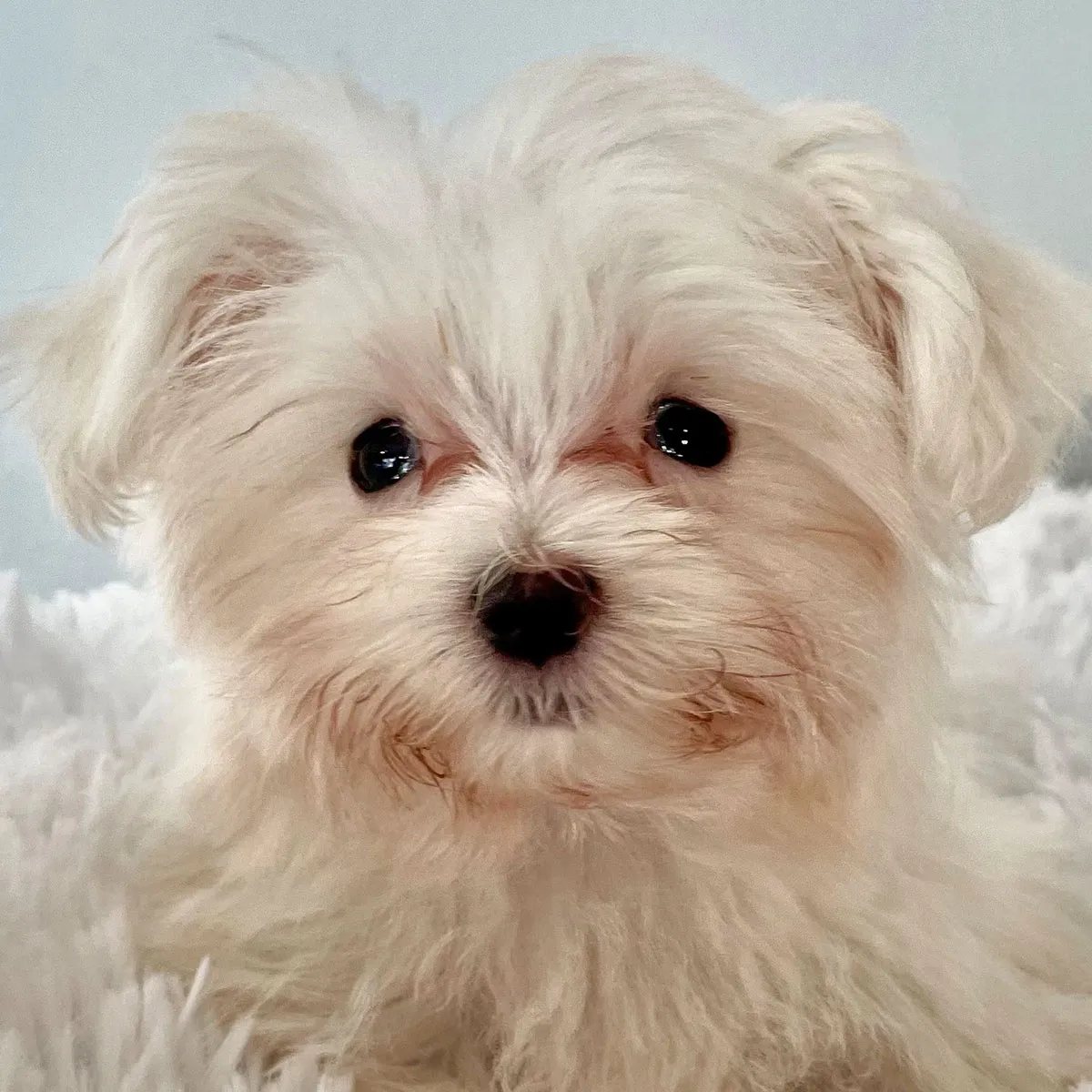 Maltese Puppy