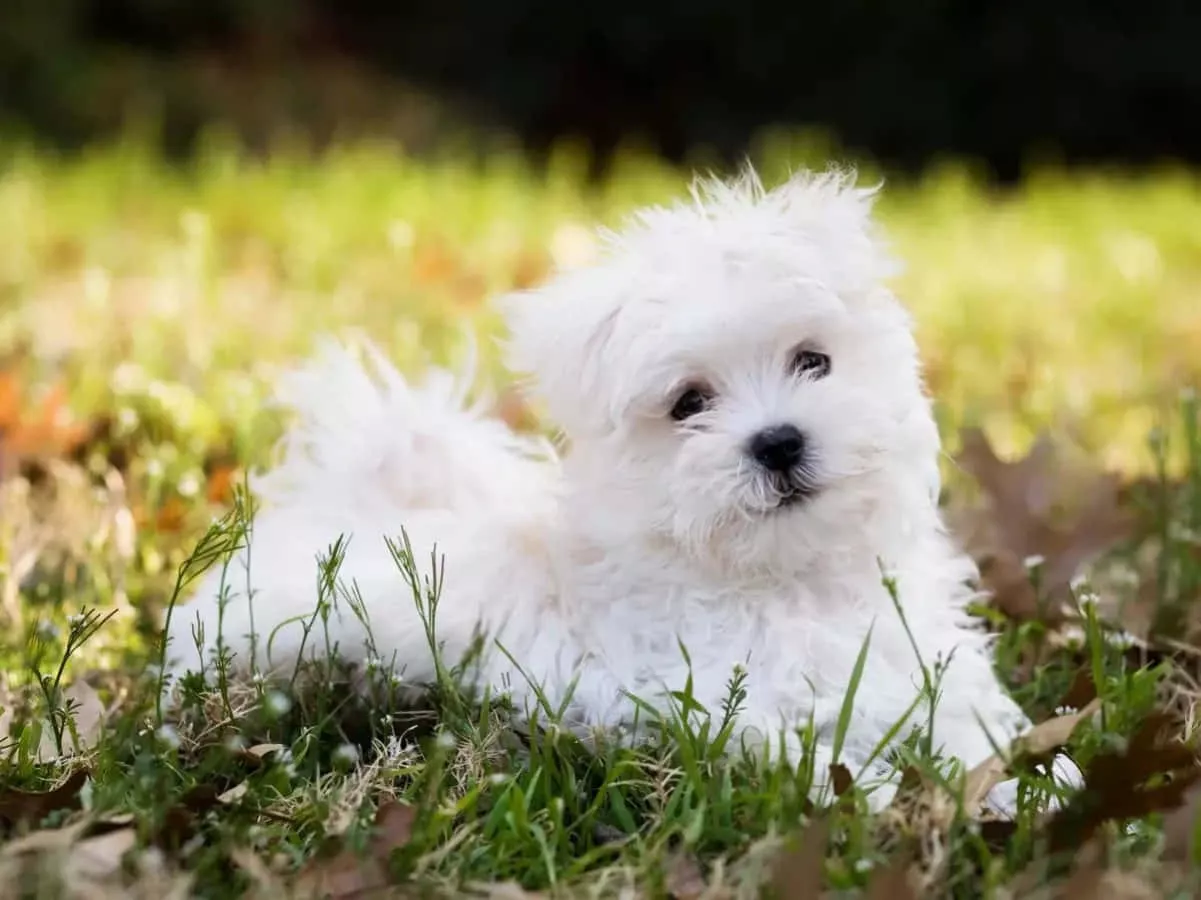Adorable maltese hot sale