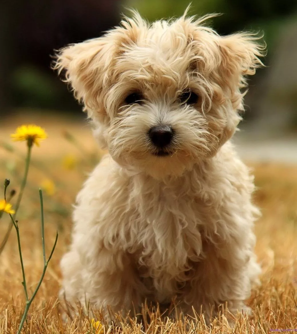 Picky Eater Dog Pack (5 Samples)