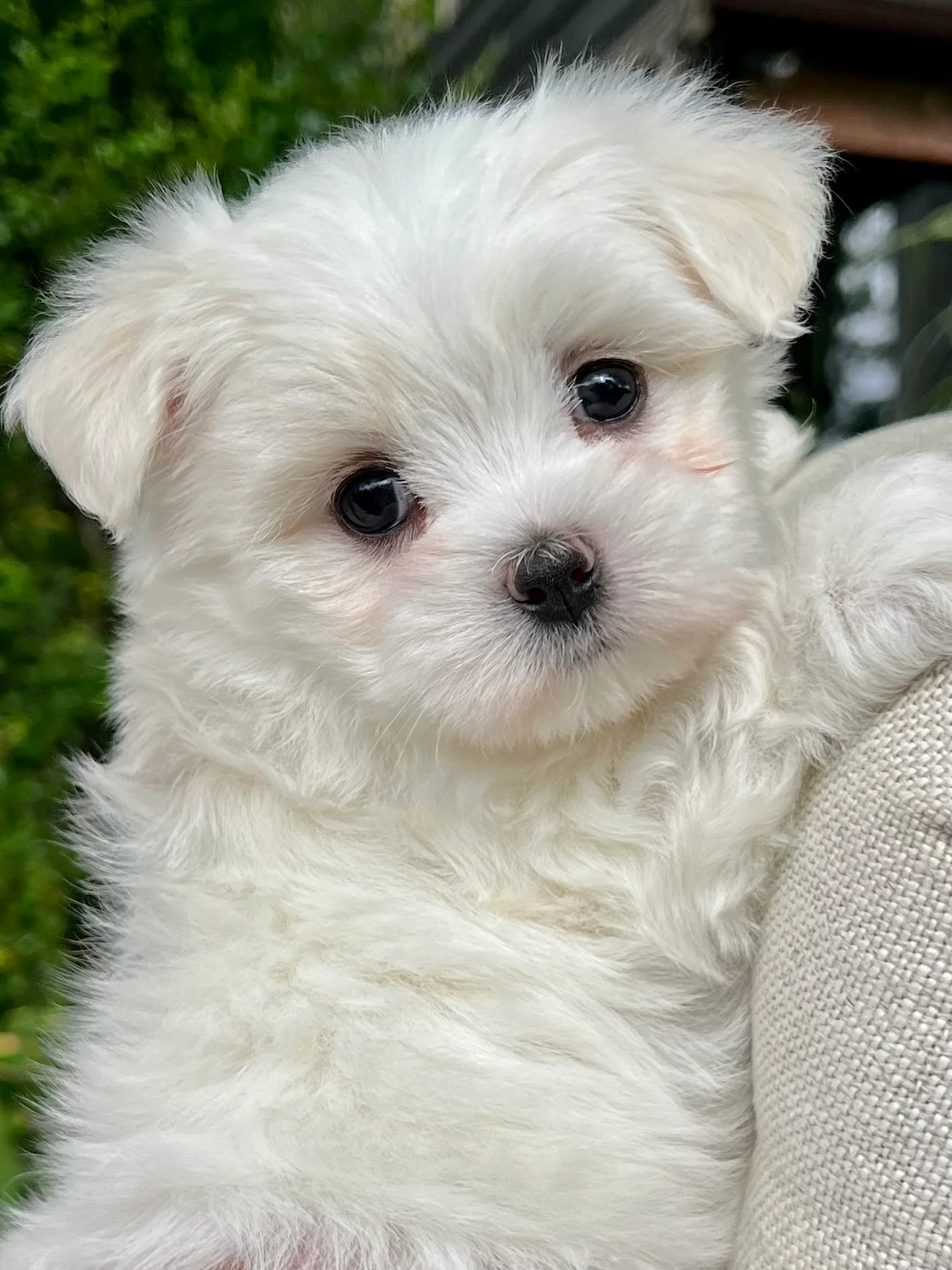 Faye Maltese Puppy