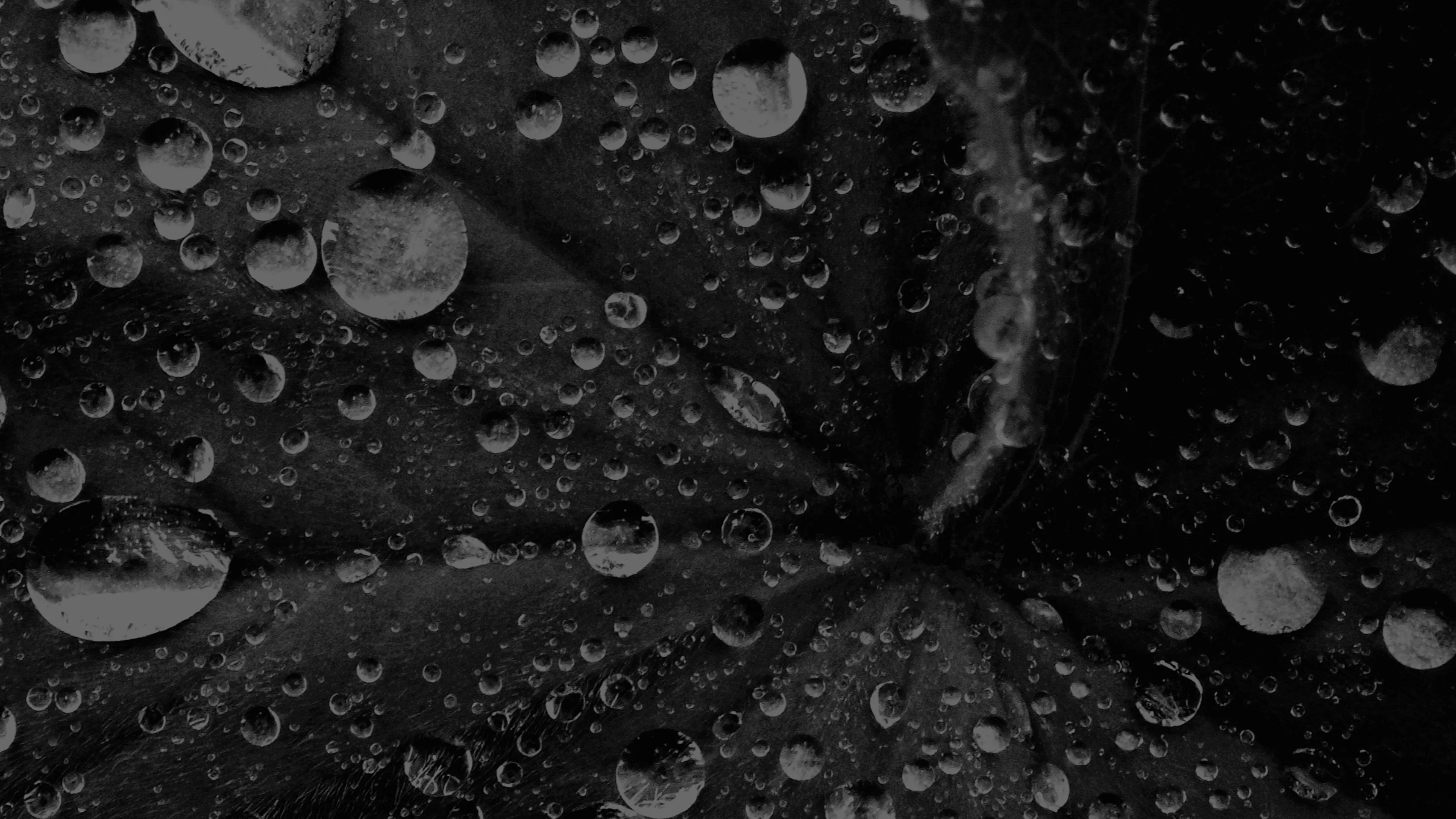 Water Drop On Leaf Summer Dark Bw