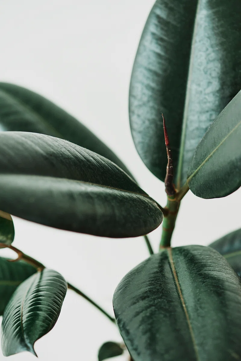 Rubber Plant Photo Image. Free