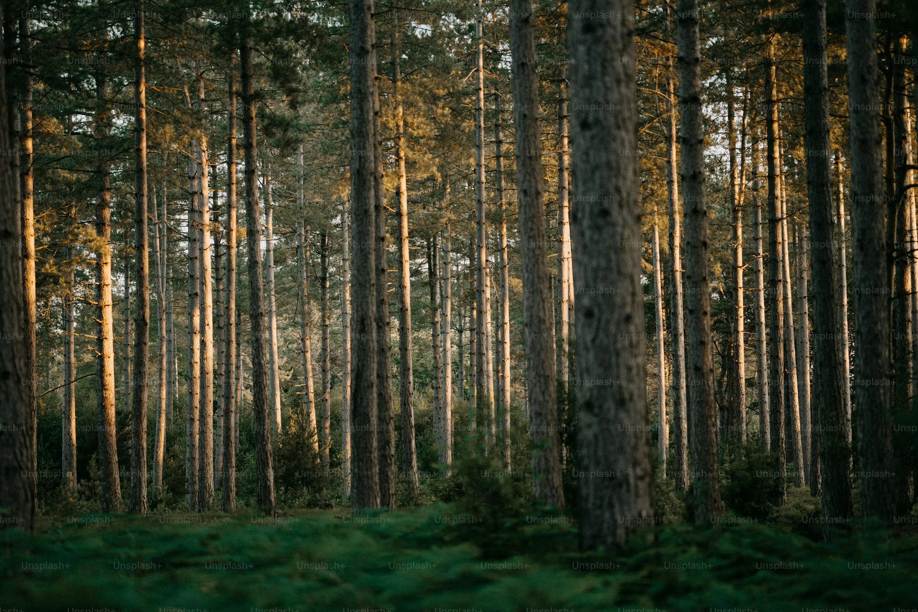 Rubber Tree Picture. Download Free