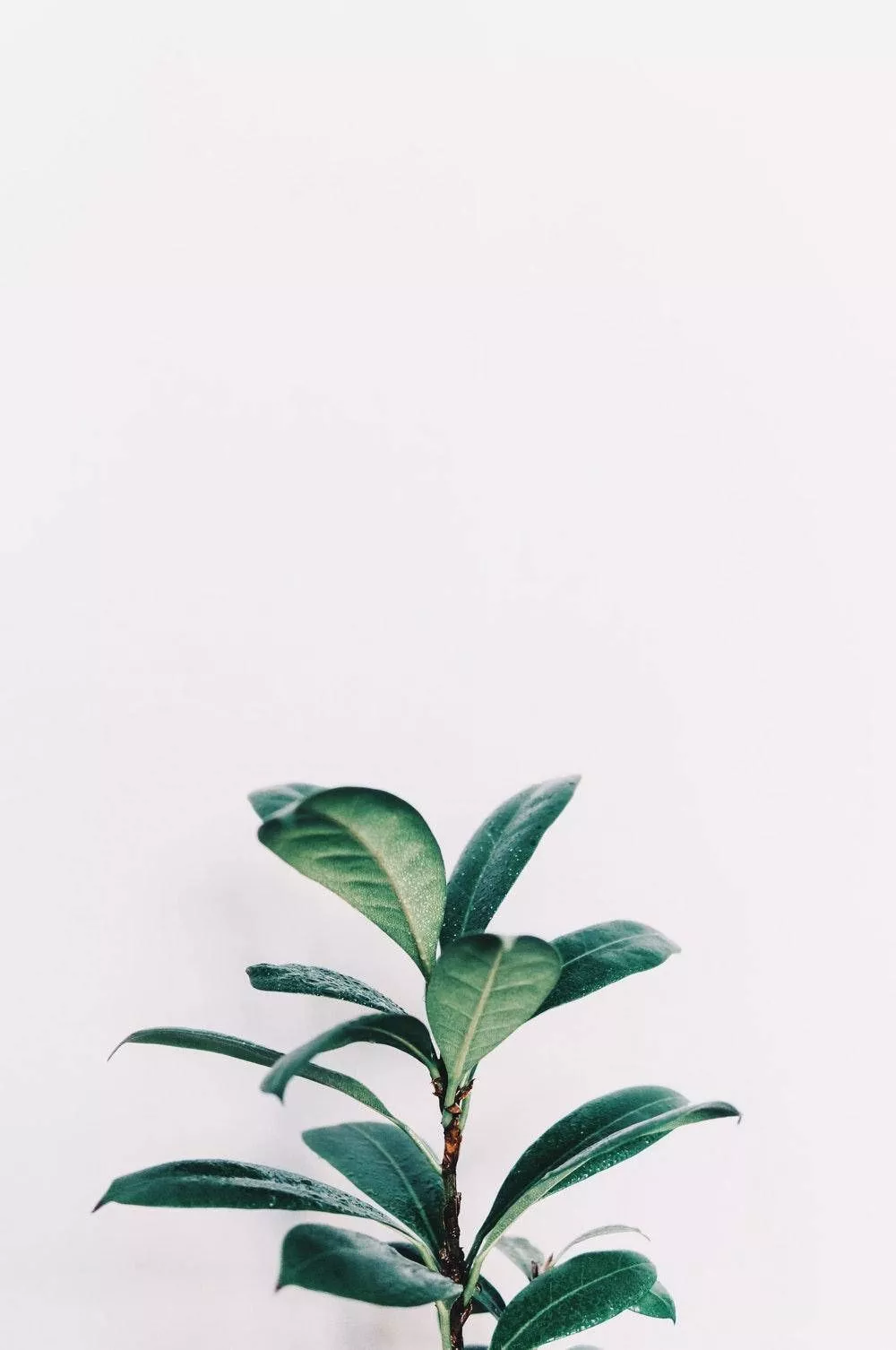 Minimalist Aesthetic Green Rubber Plant