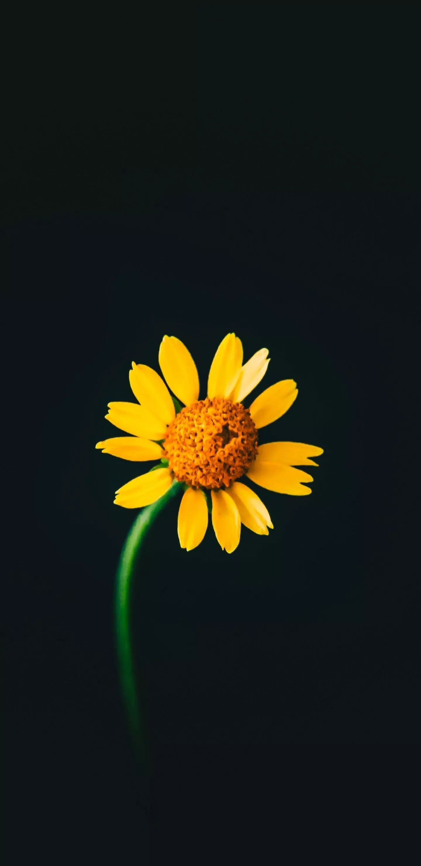 Download wallpaper 1440x2960 yellow