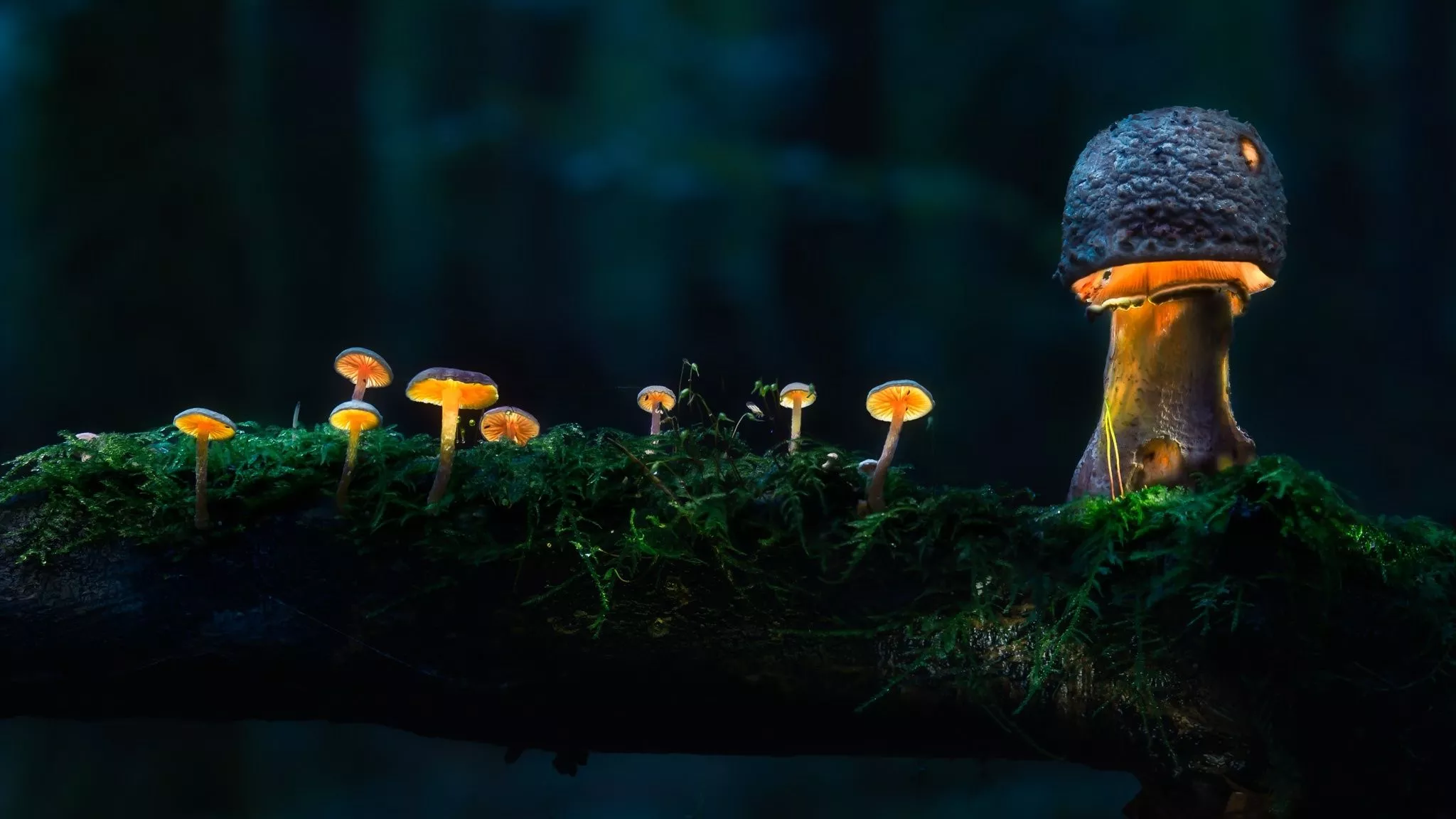 Glowing Mushroom HD Wallpaper, HD