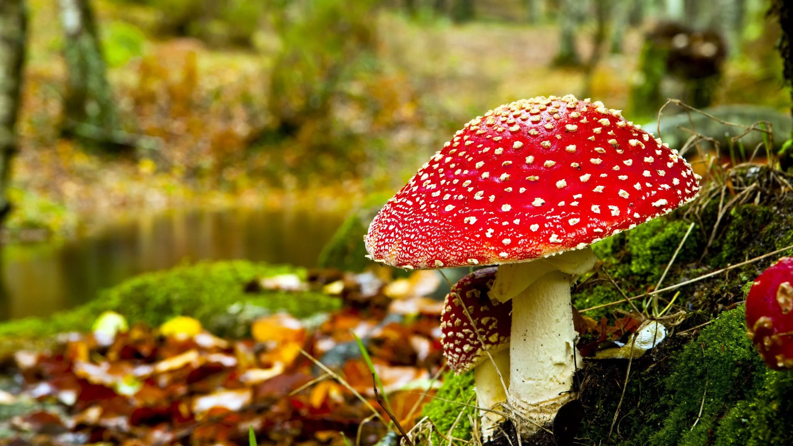 Wallpaper autumn, macro, mushroom