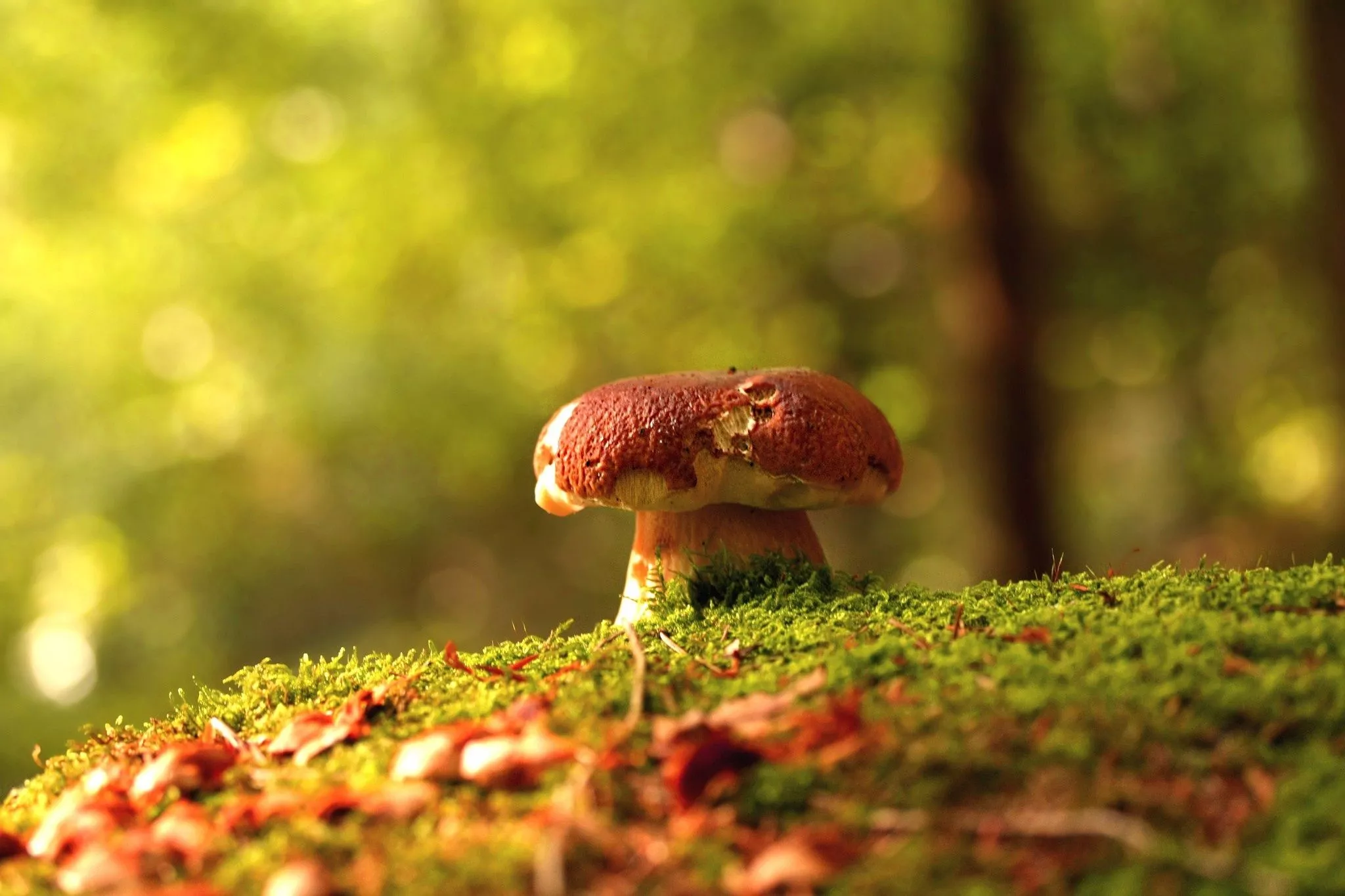 Mushrooms Wallpaper