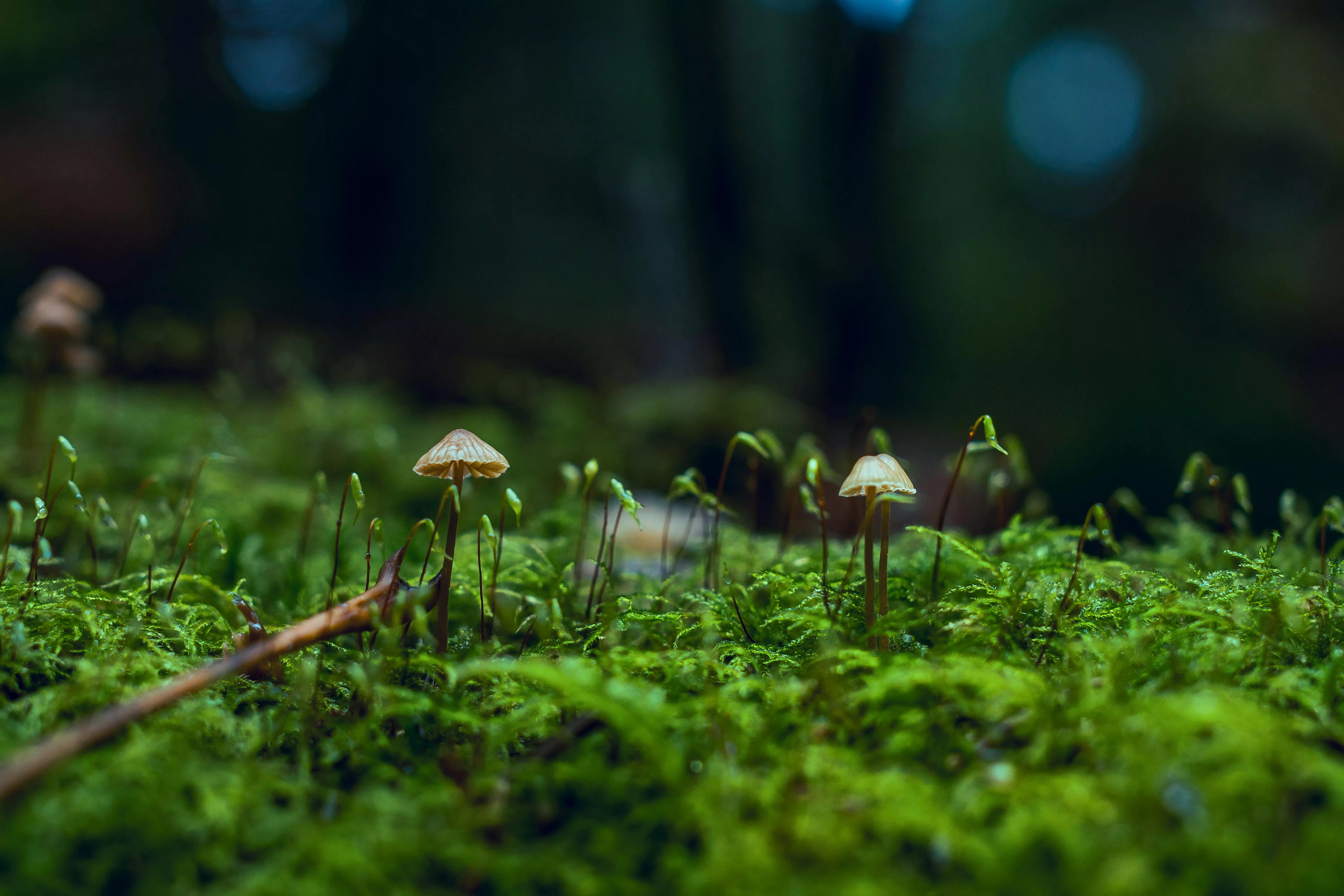Close Up Photo Of Fungi · Free