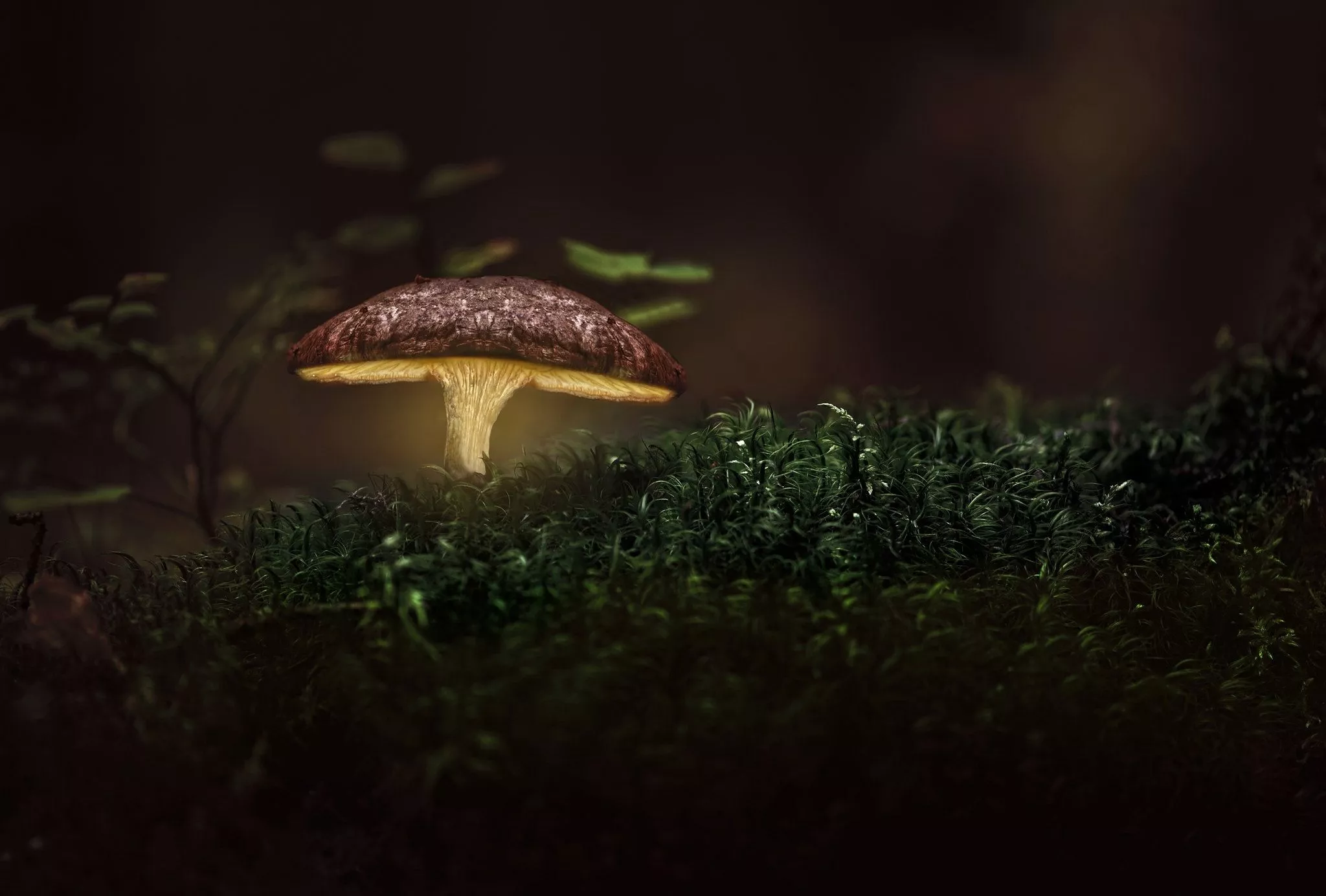 Glowing Mushroom Wallpaper, HD Nature