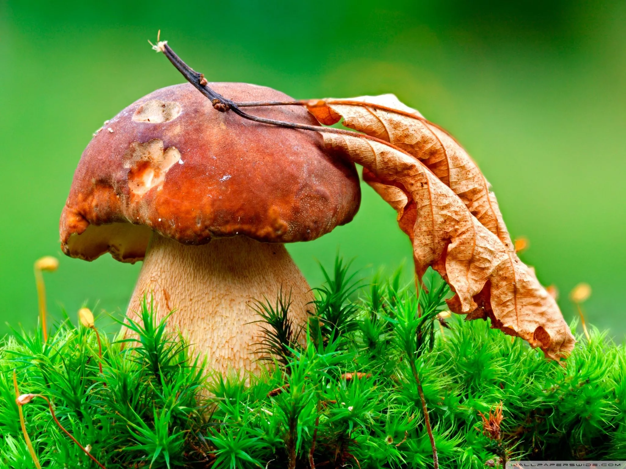 Macro Mushroom Ultra HD Wallpaper