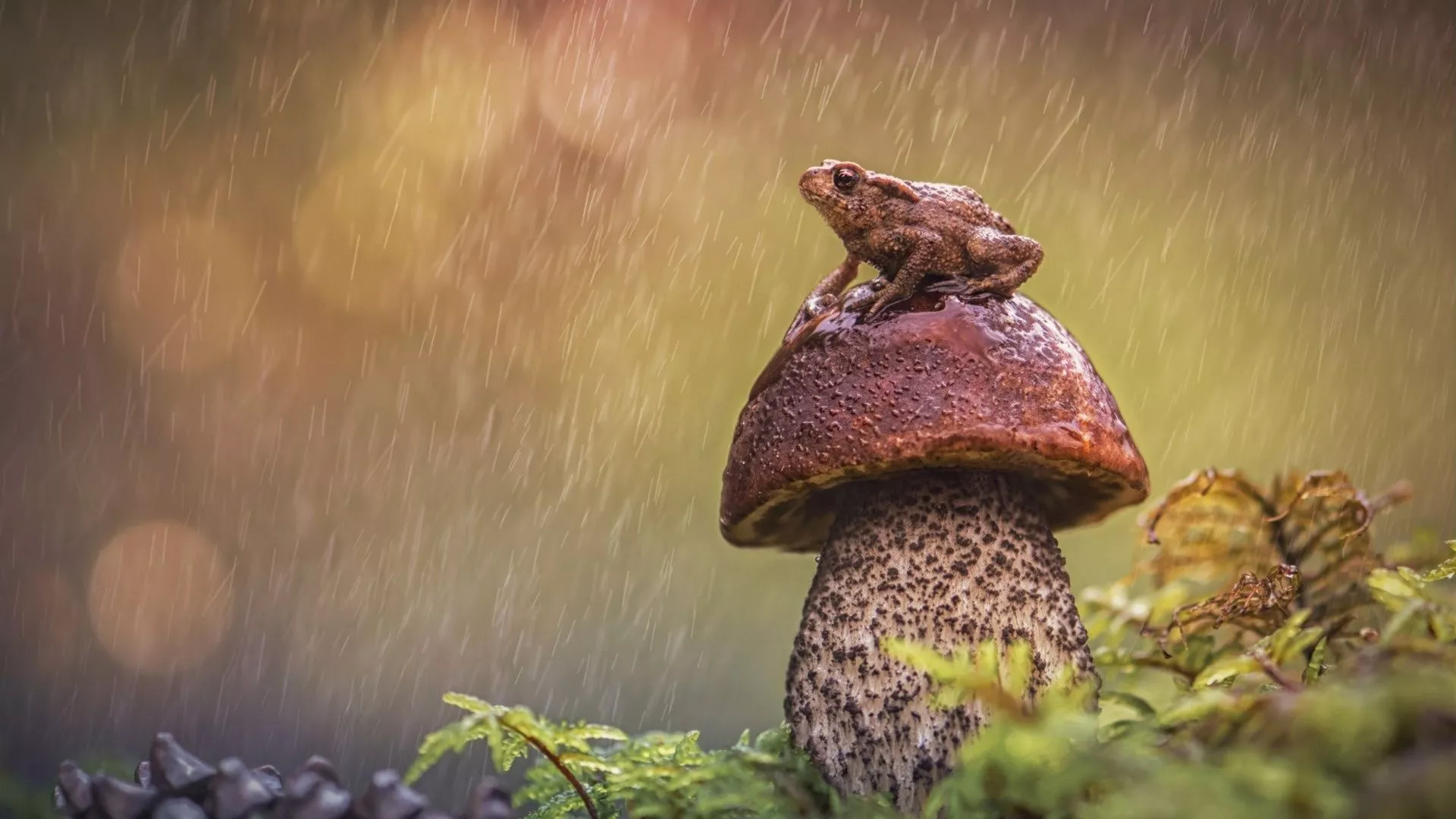 Mushrooms Wallpaper