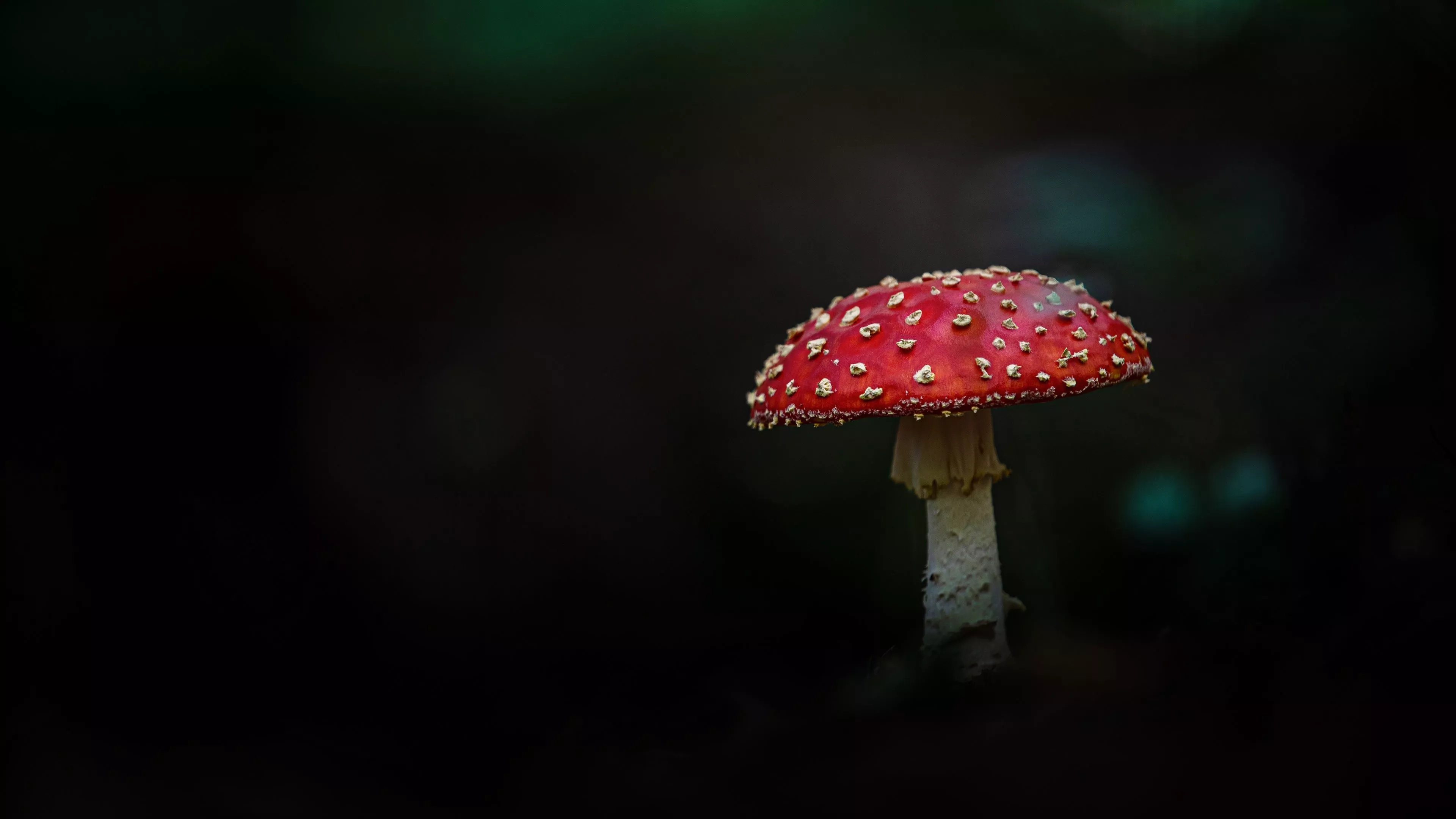 Wallpaper mushroom, mushroom, black